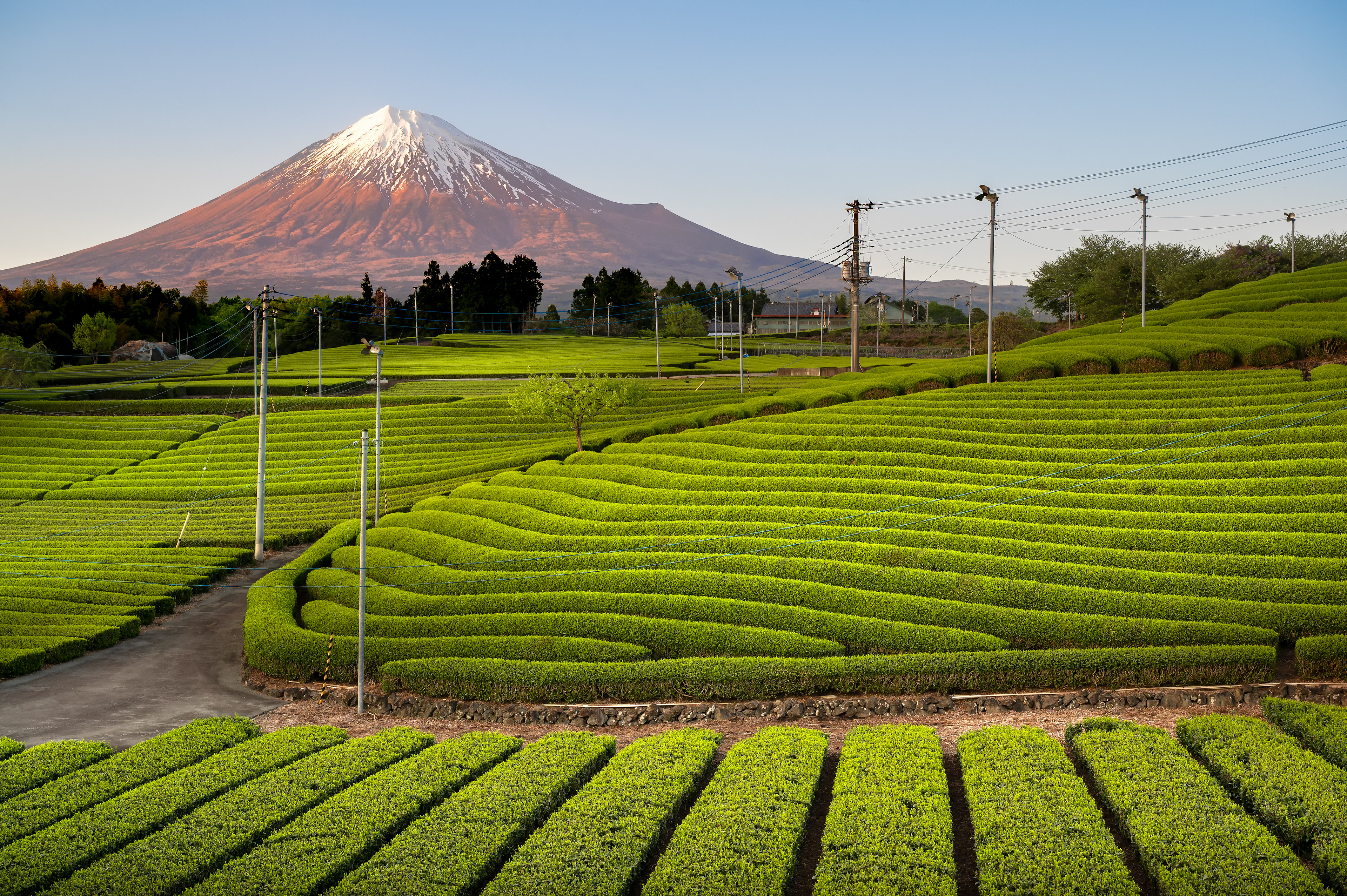 Location:Shizuoka,Japan