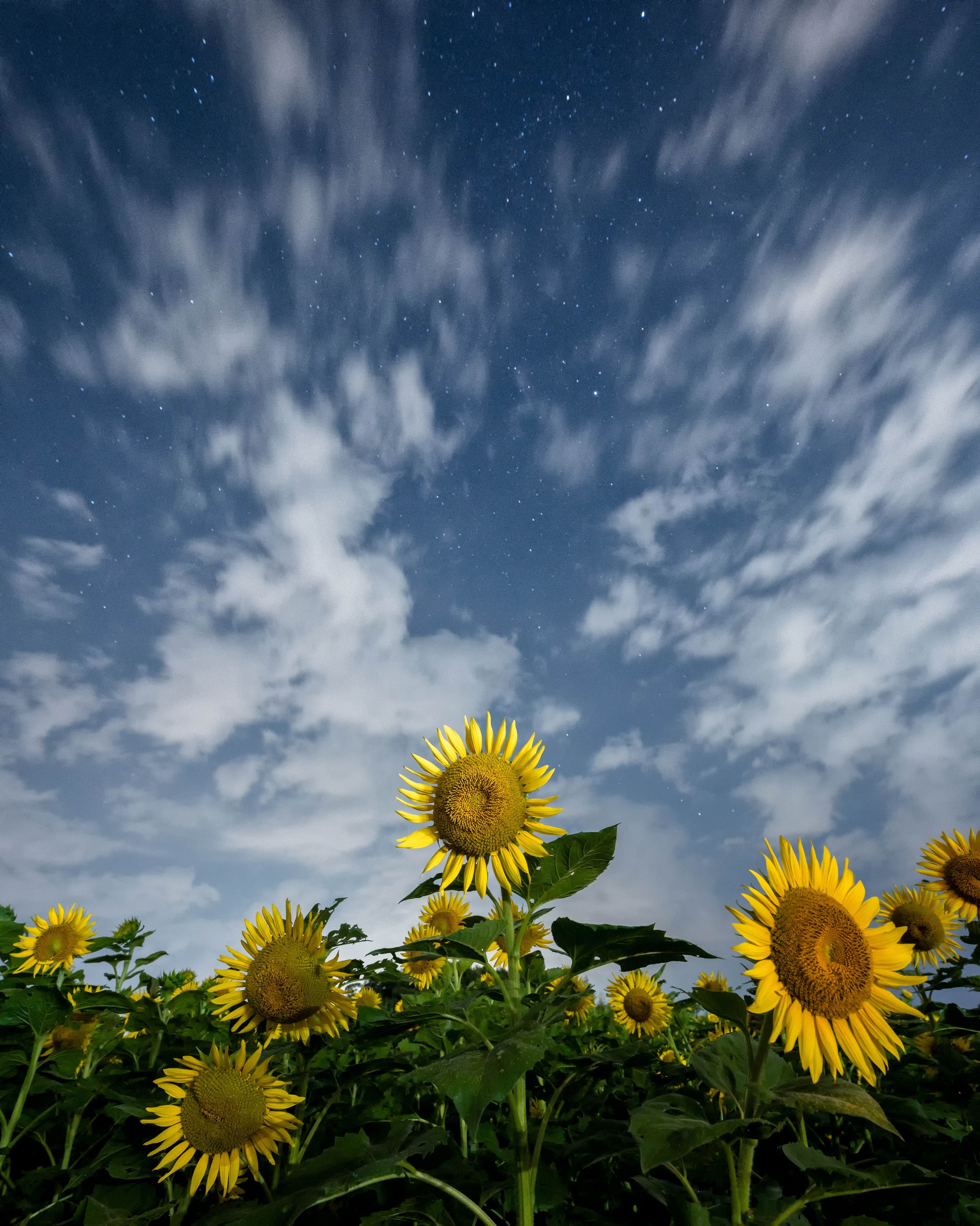 Location:Shizuoka,Japan