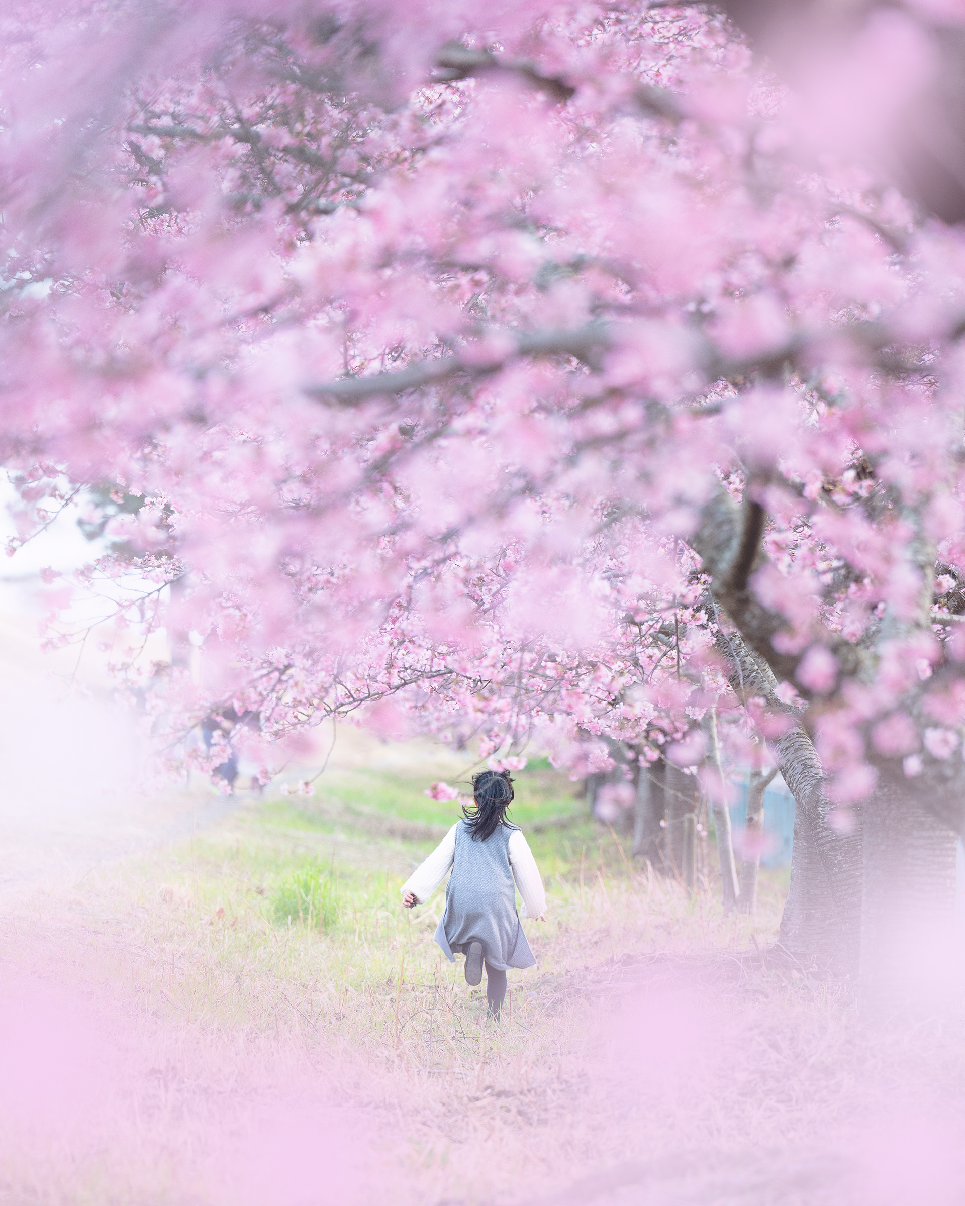Location:Shizuoka,Japan