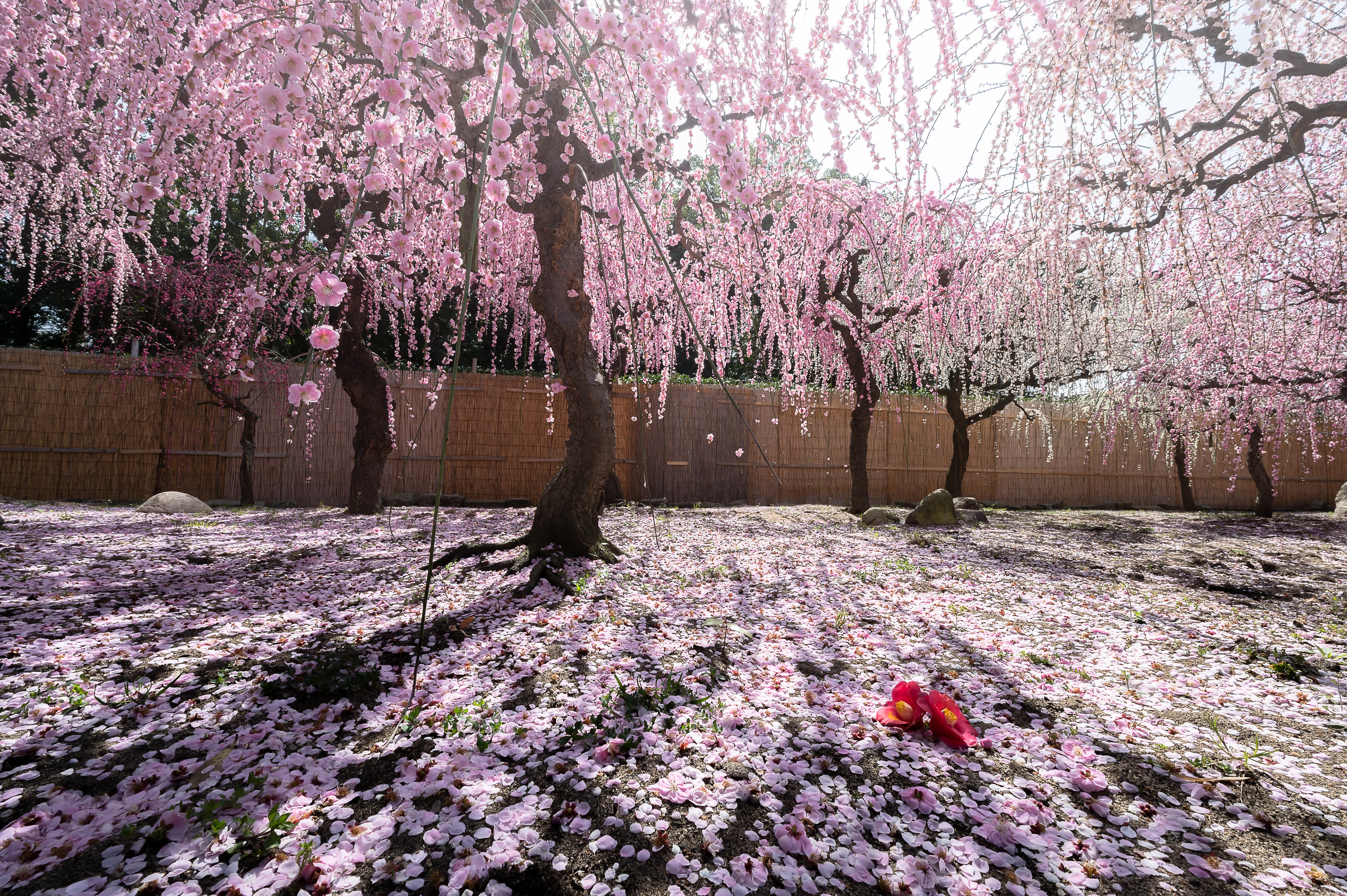 Location:Mie,Japan
