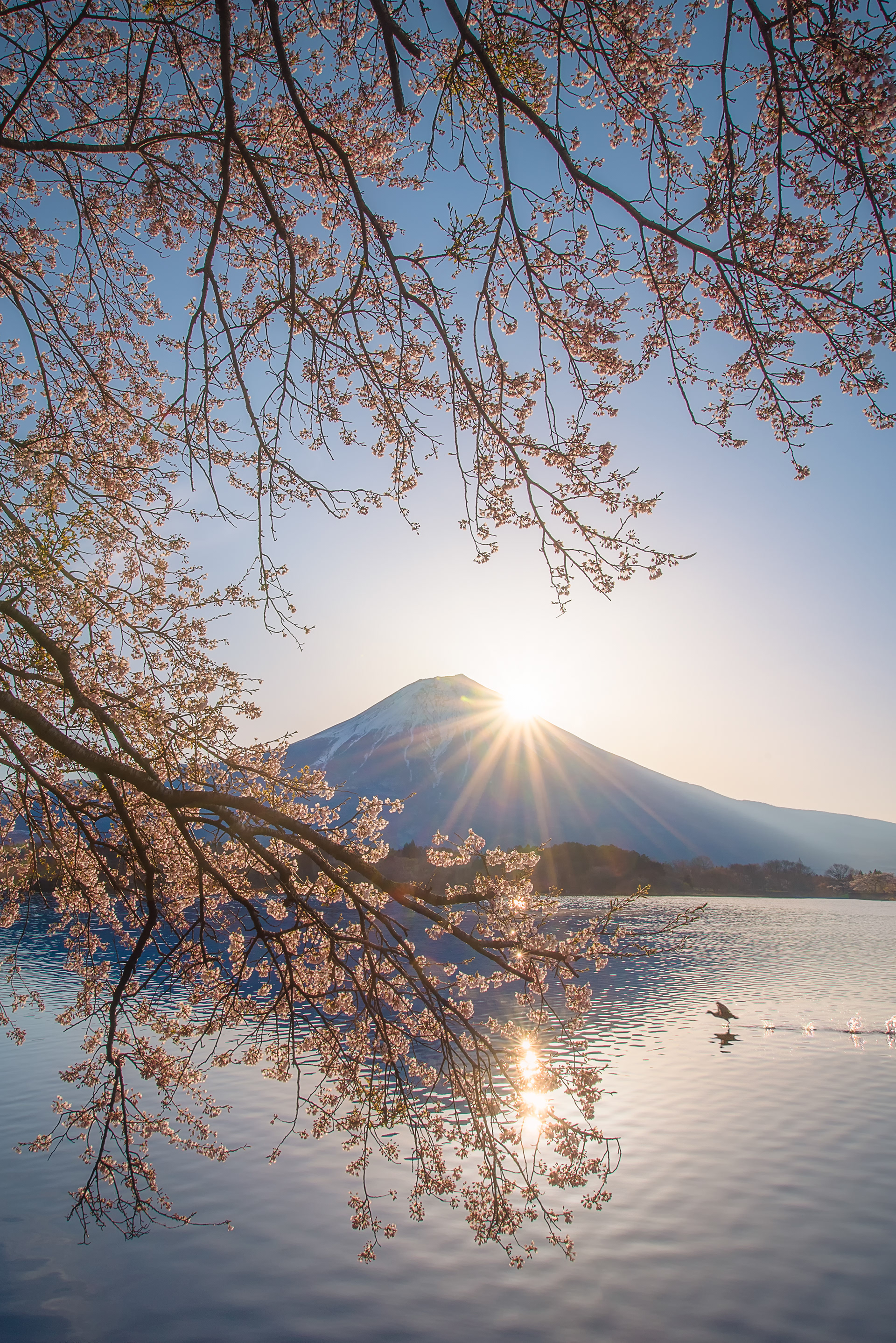 Location:Shizuoka,Japan
