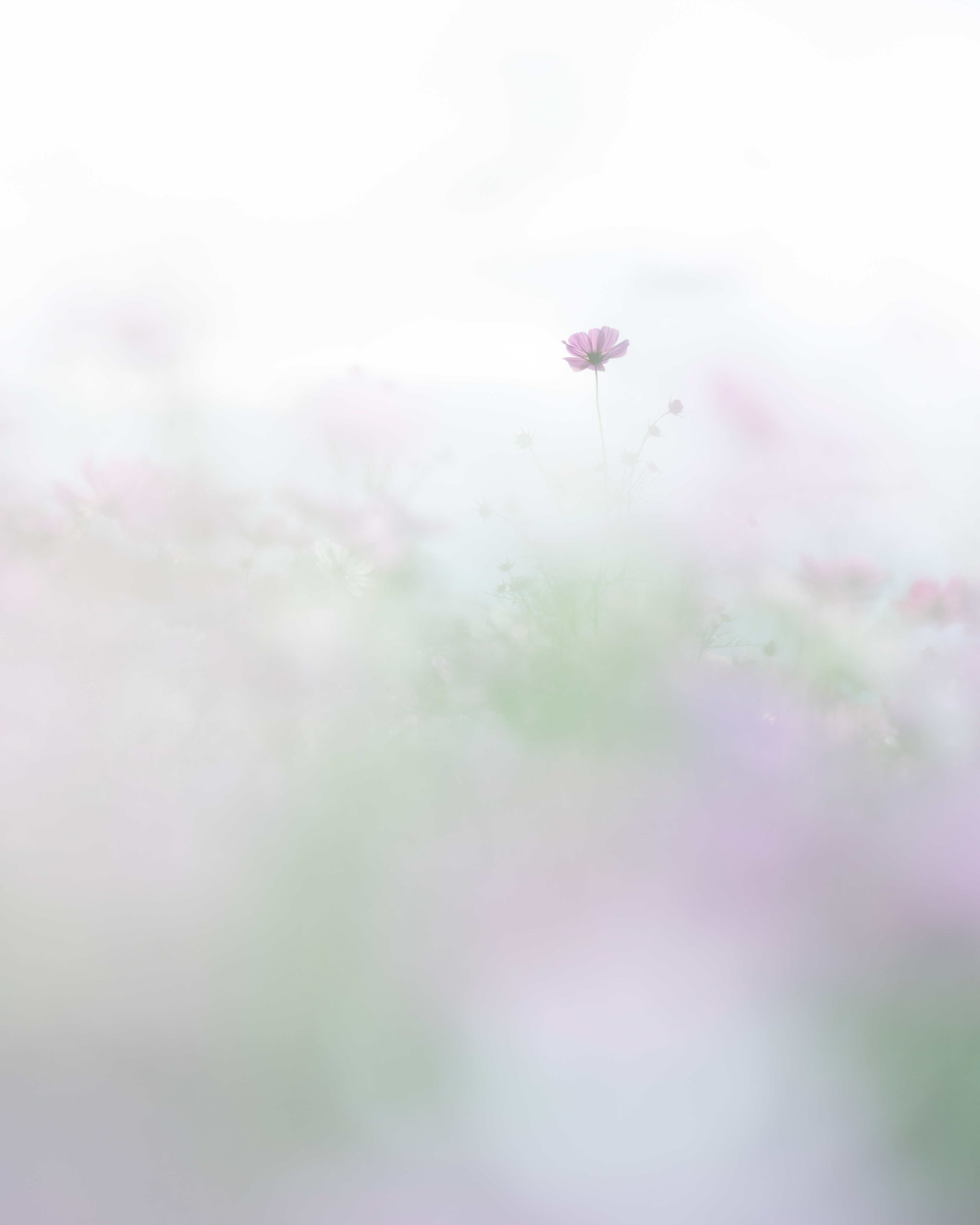 Location:Shizuoka,Japan
