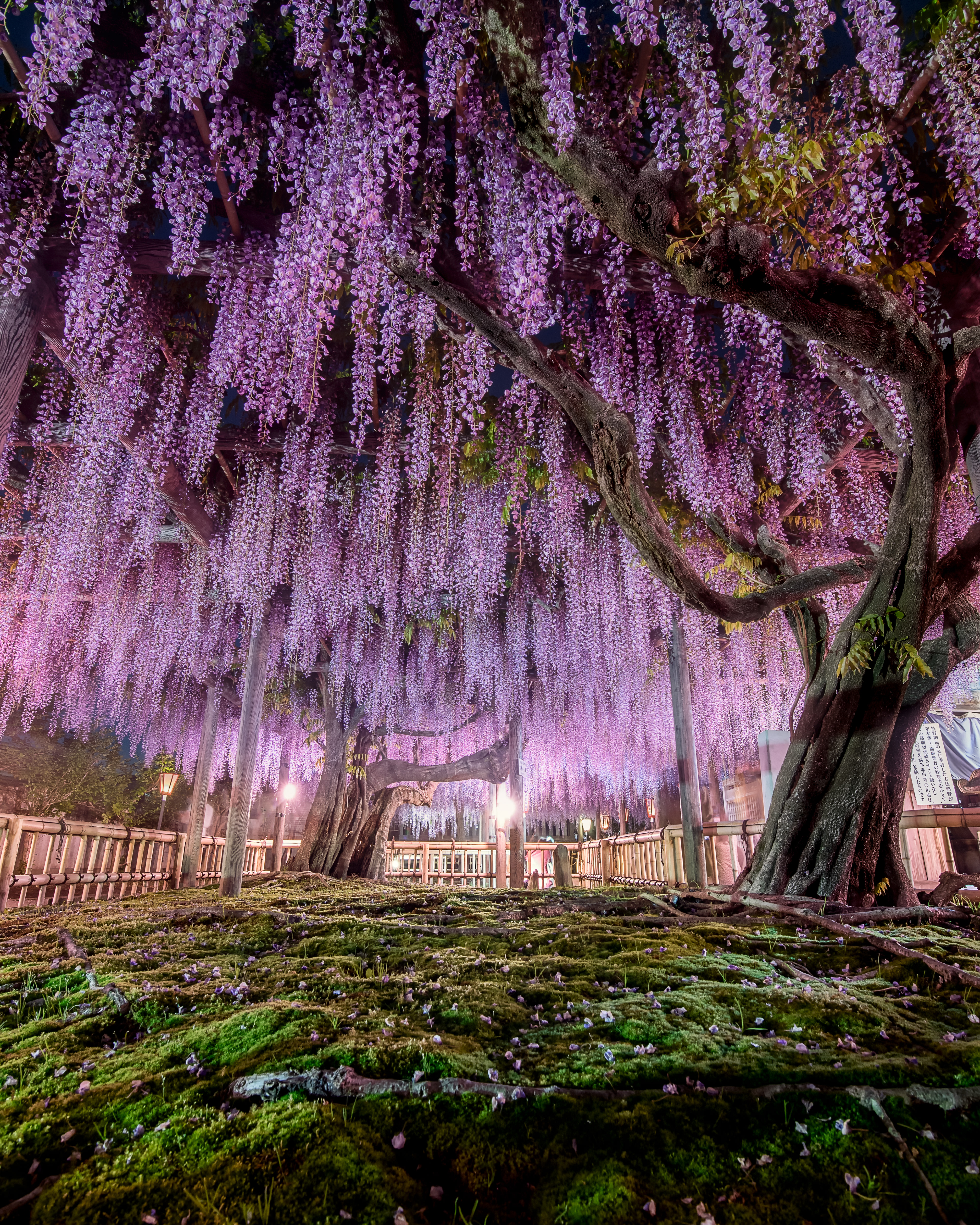 Location:Shizuoka,Japan