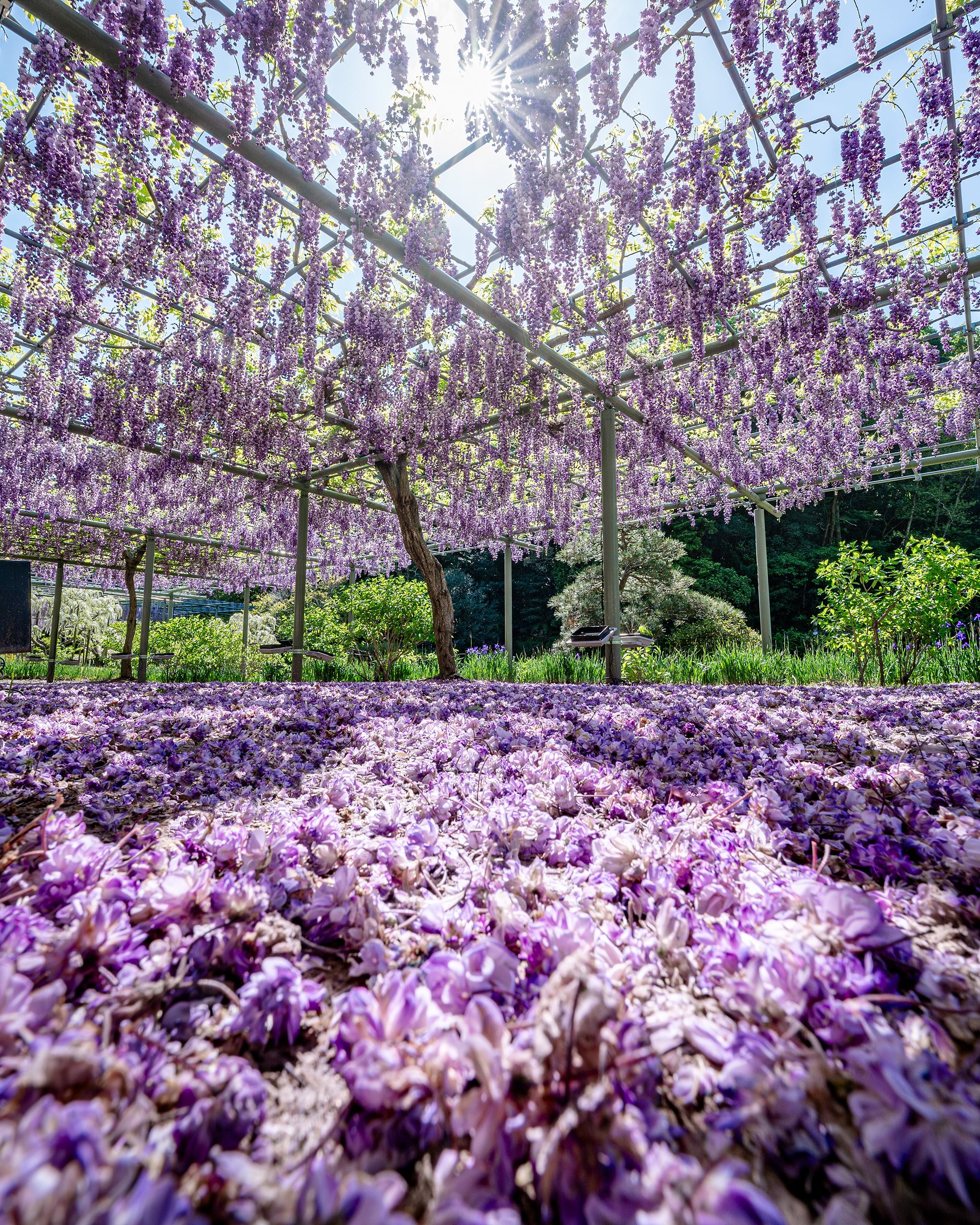 Location:Shizuoka,Japan