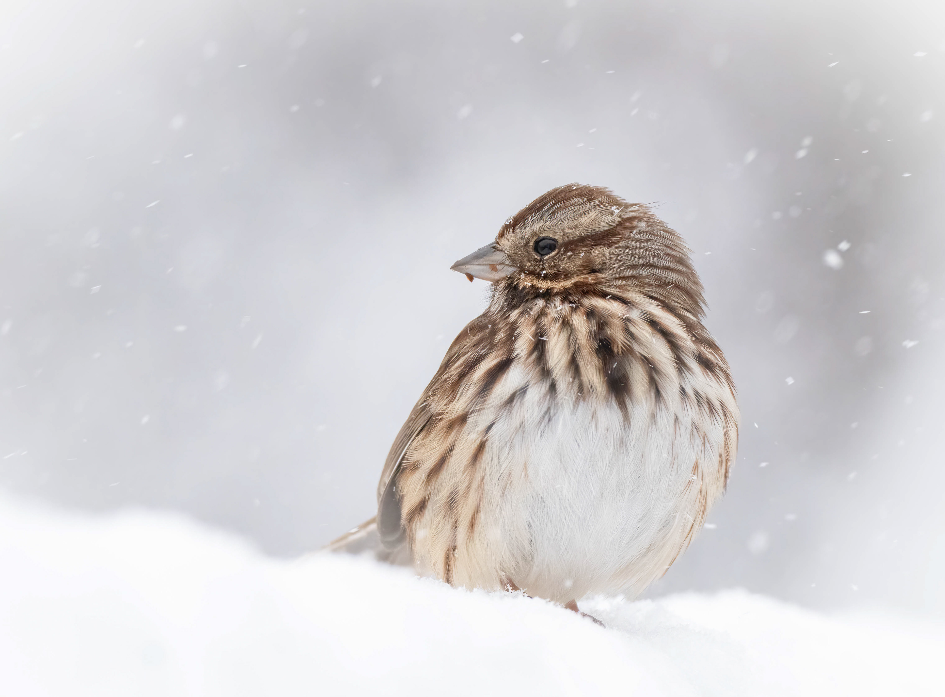 Song sparrow in a snowstorm