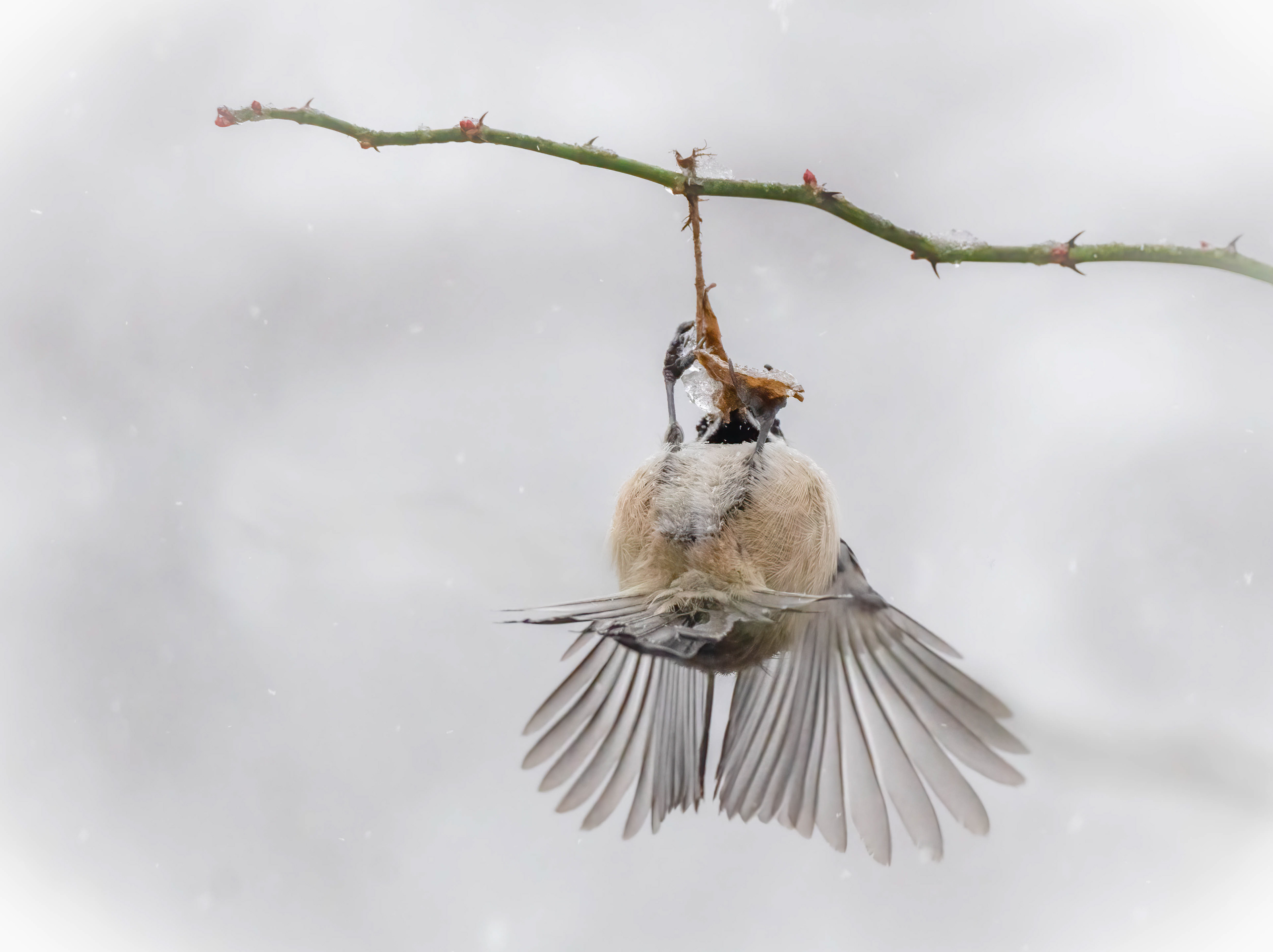 Black-capped chickadee in a snowstorm