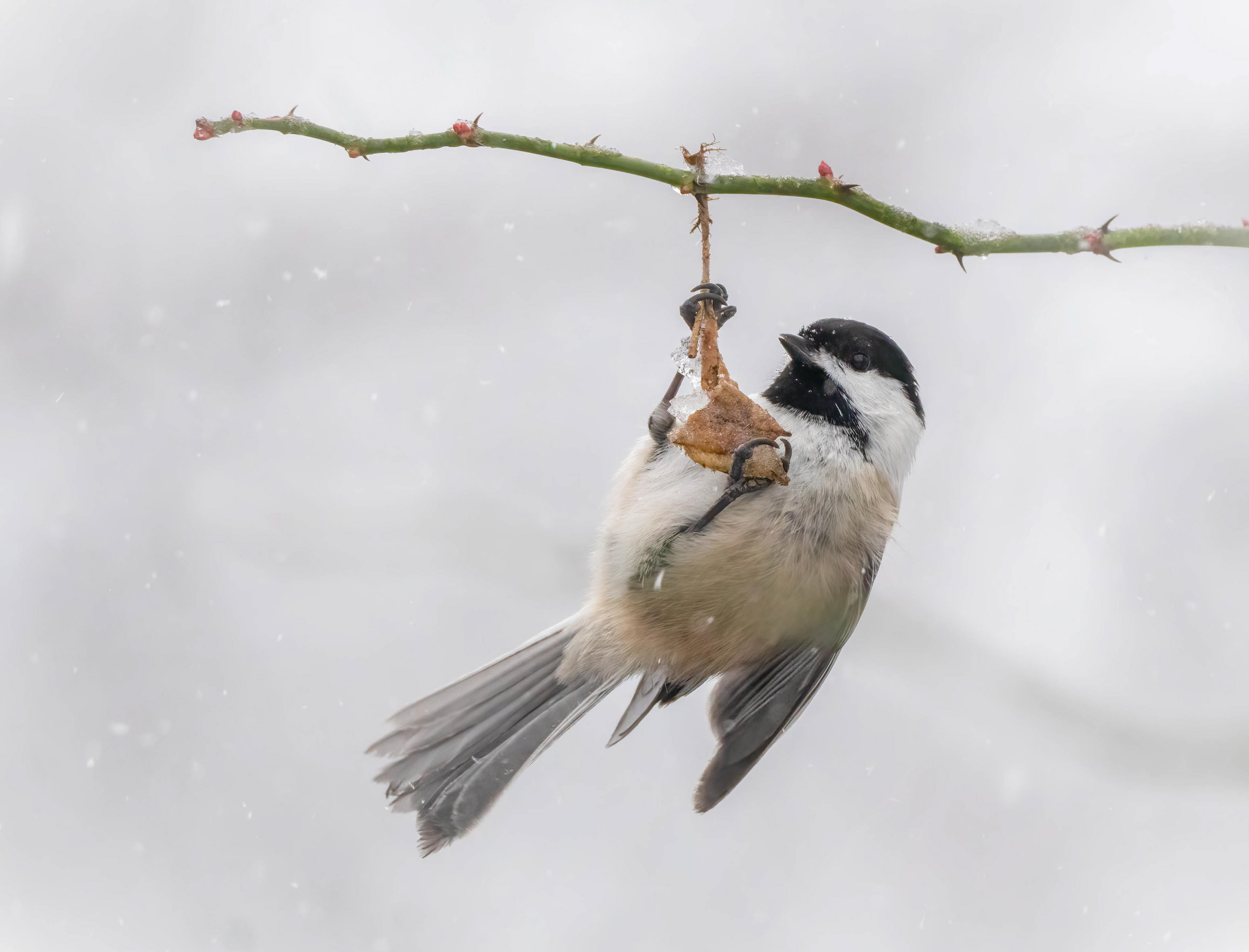 Black-capped chickadee in a snowstorm
