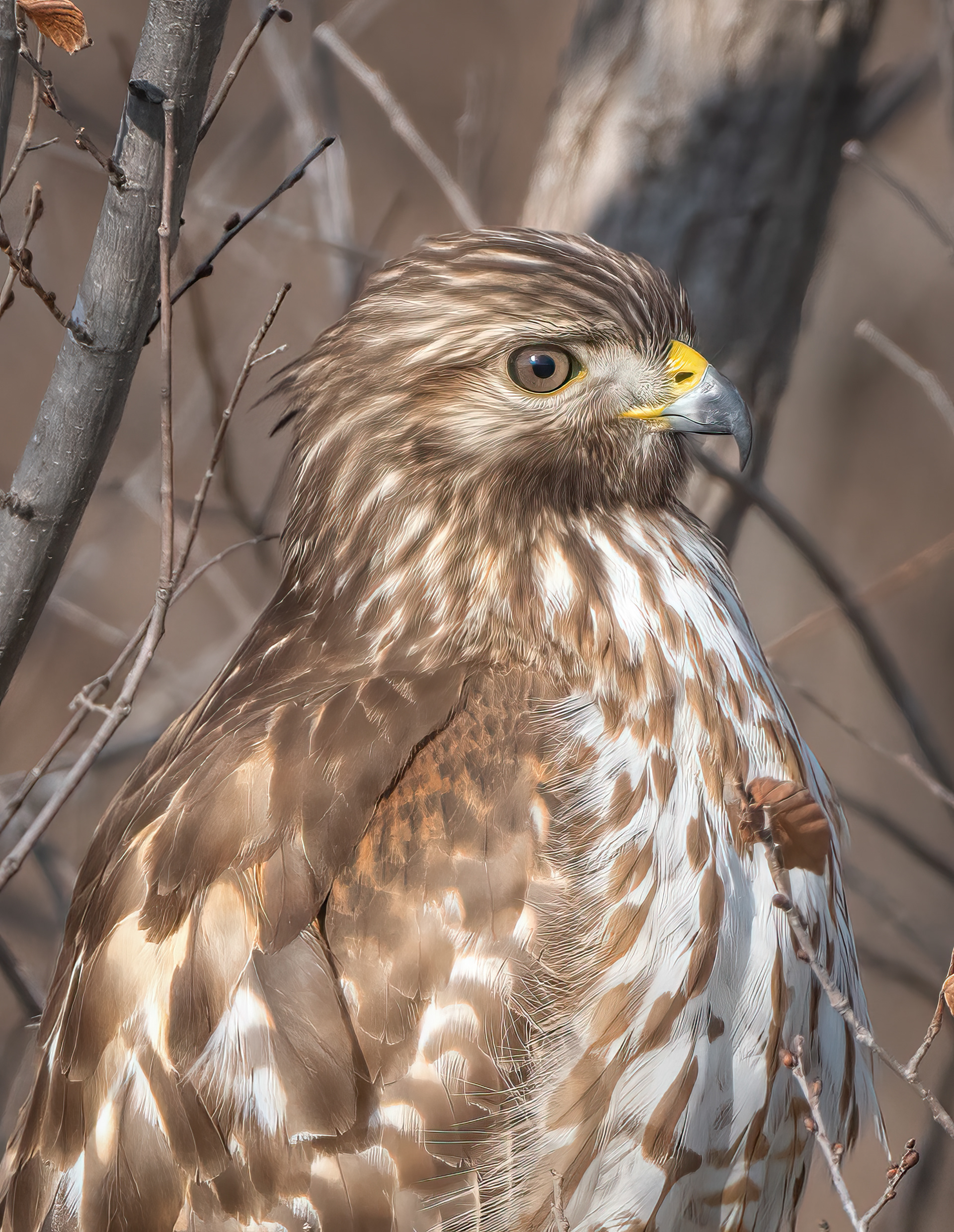 Red-shouldered hawk