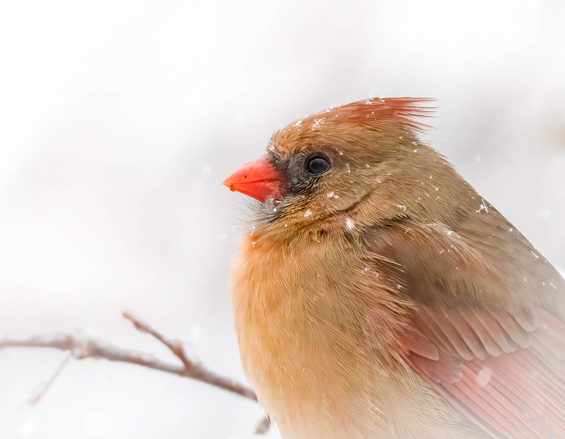Northern cardinal in a snowstorm