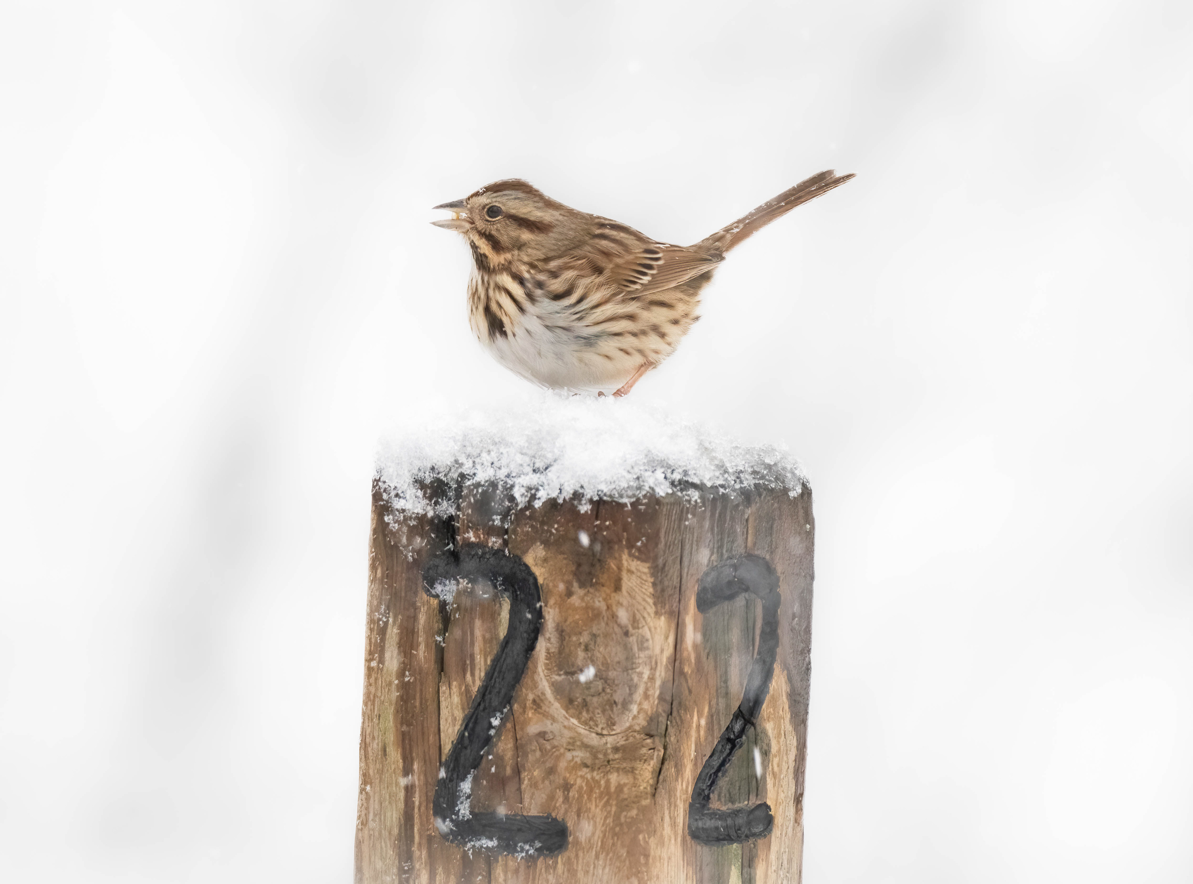 Song sparrow in a snowstorm