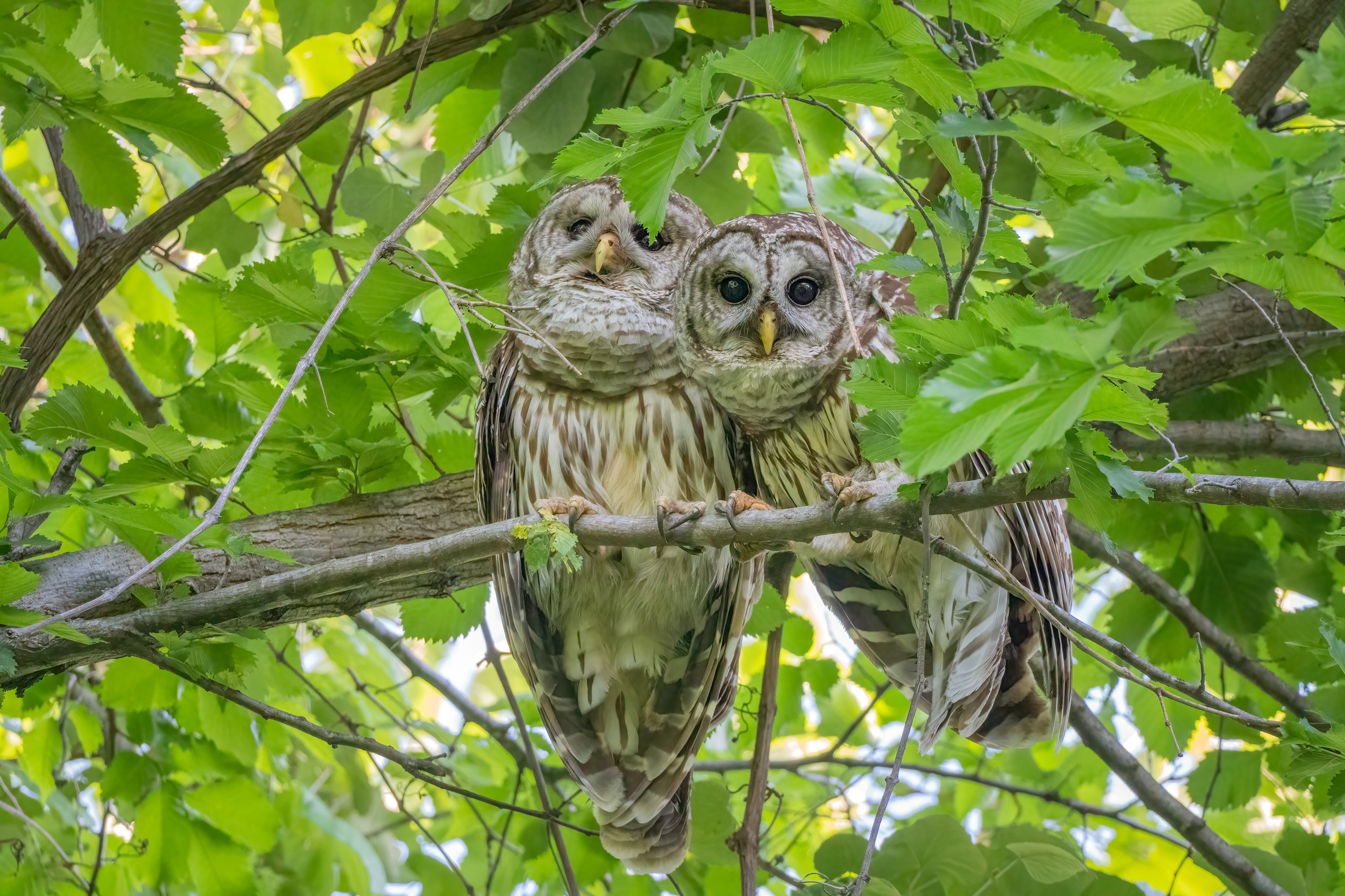 Barred owl couple