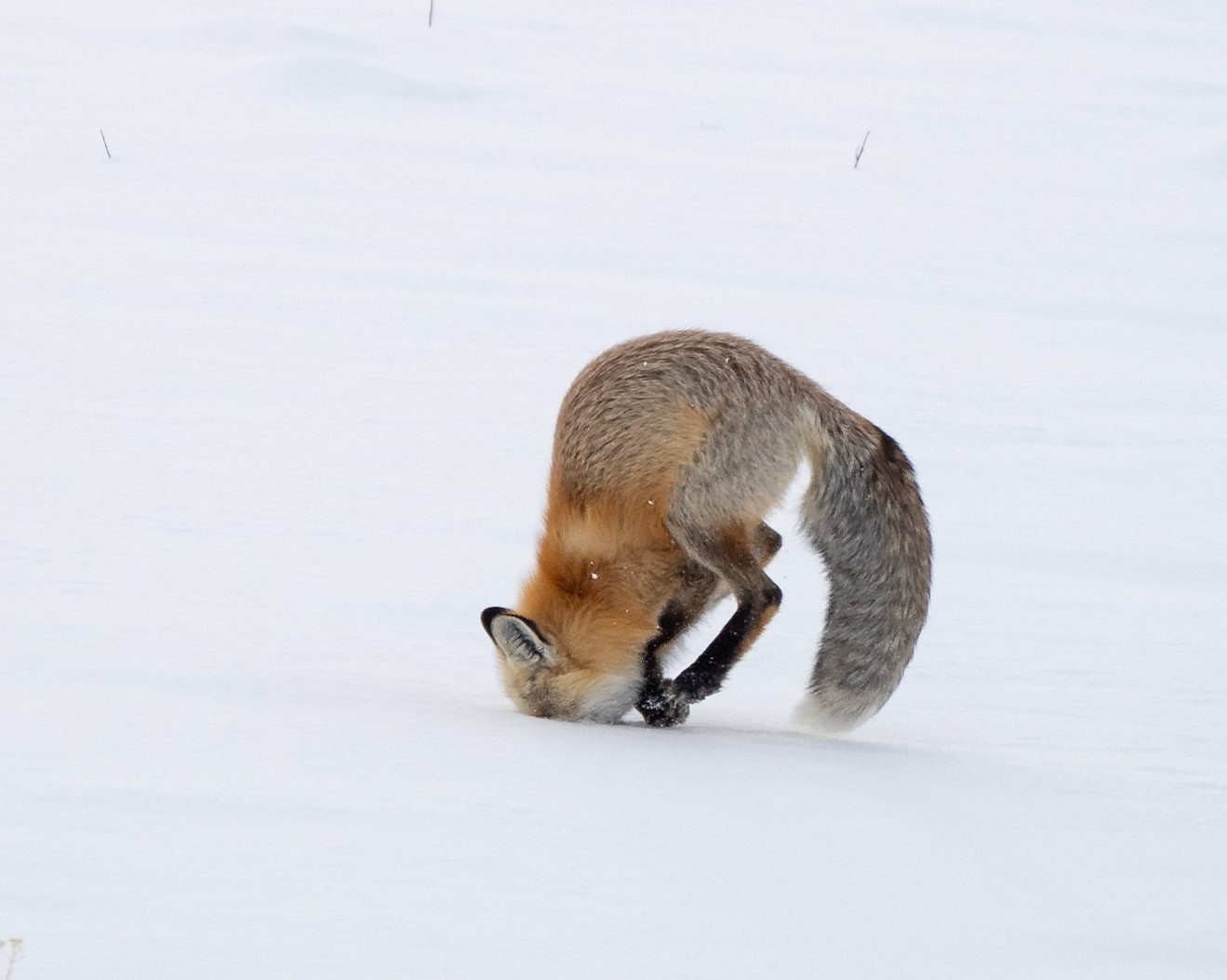 Fox