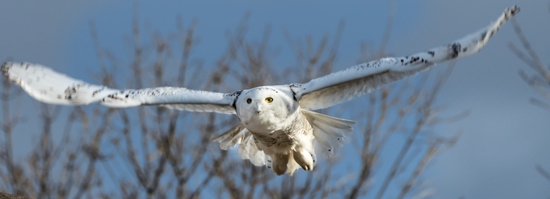 Snowy Owl