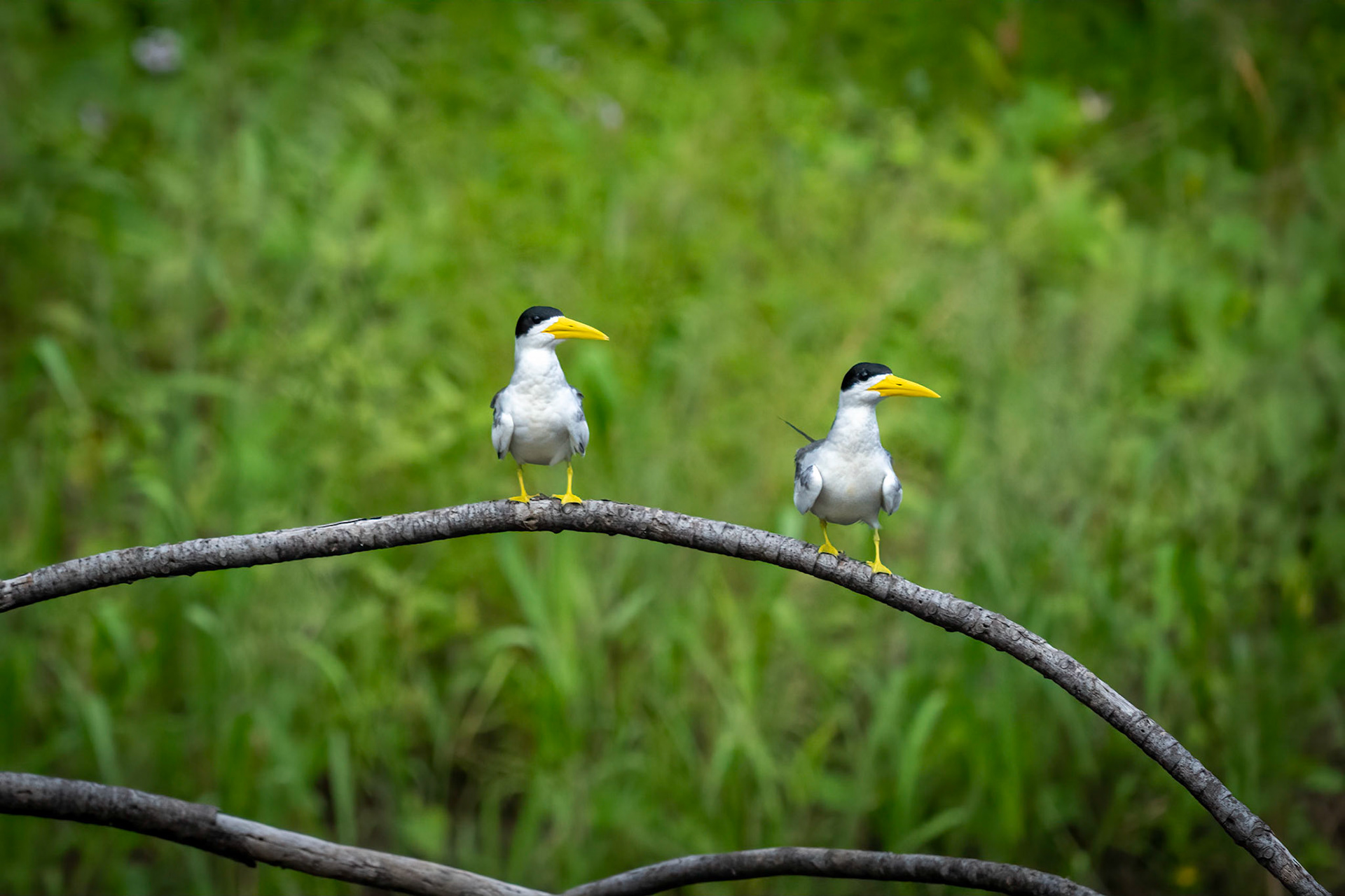 Large-Billed Tern