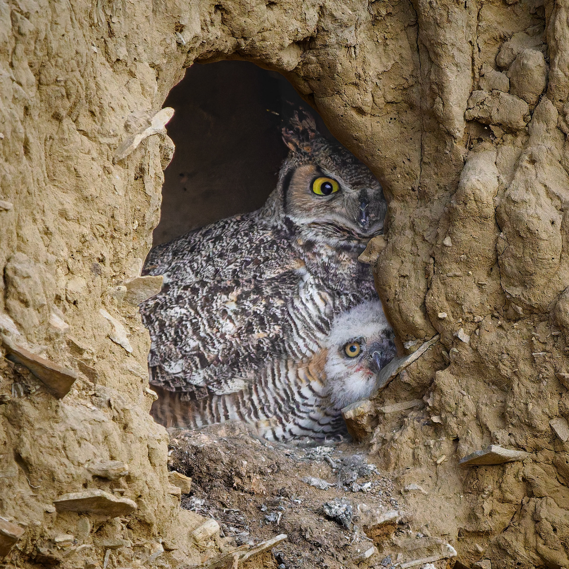 Great Horned Owl and Owlet