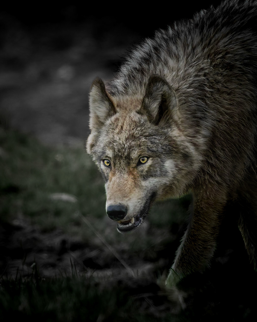 Wolf Yellowstone NP