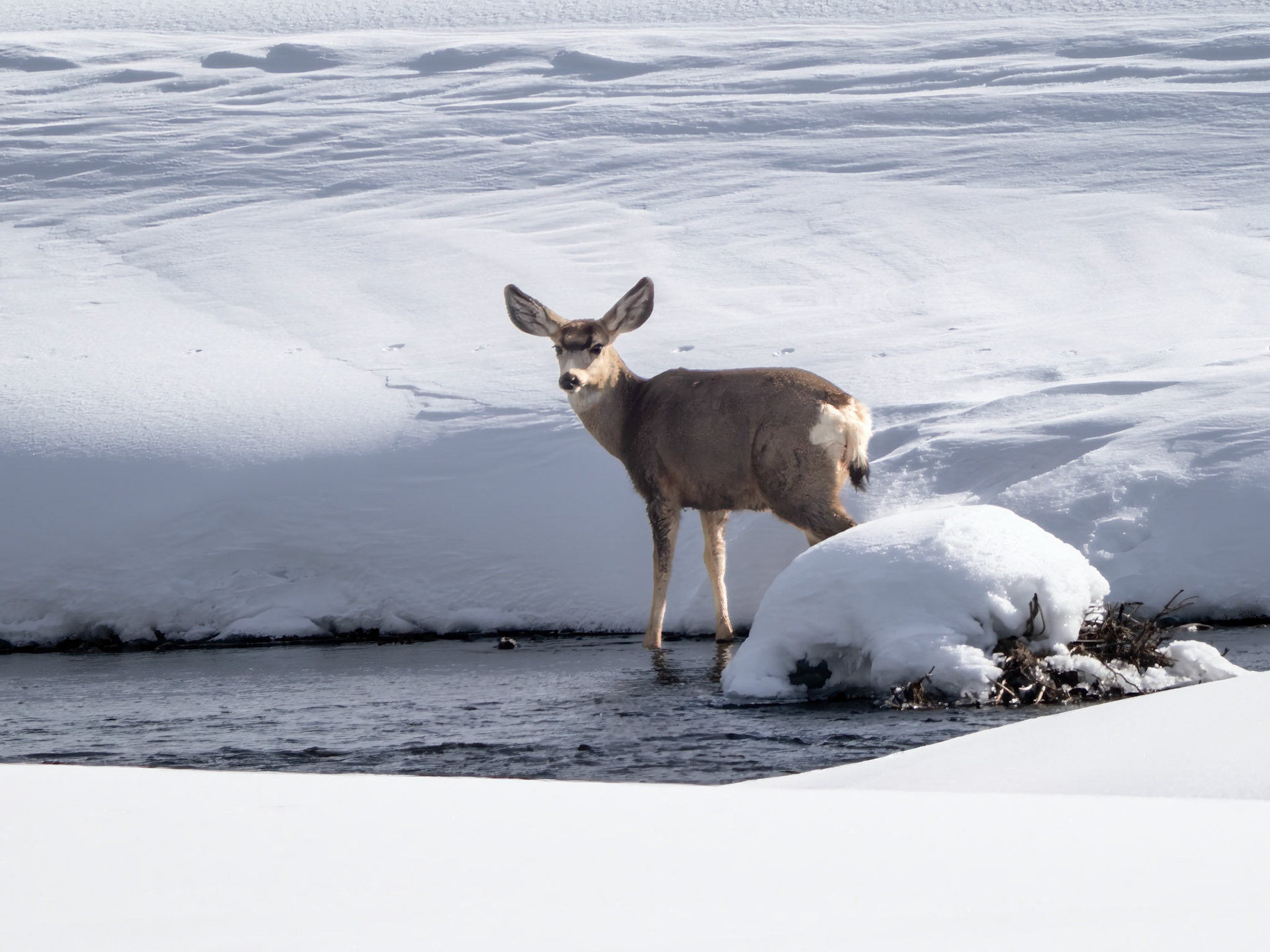 Mule Deer Doe