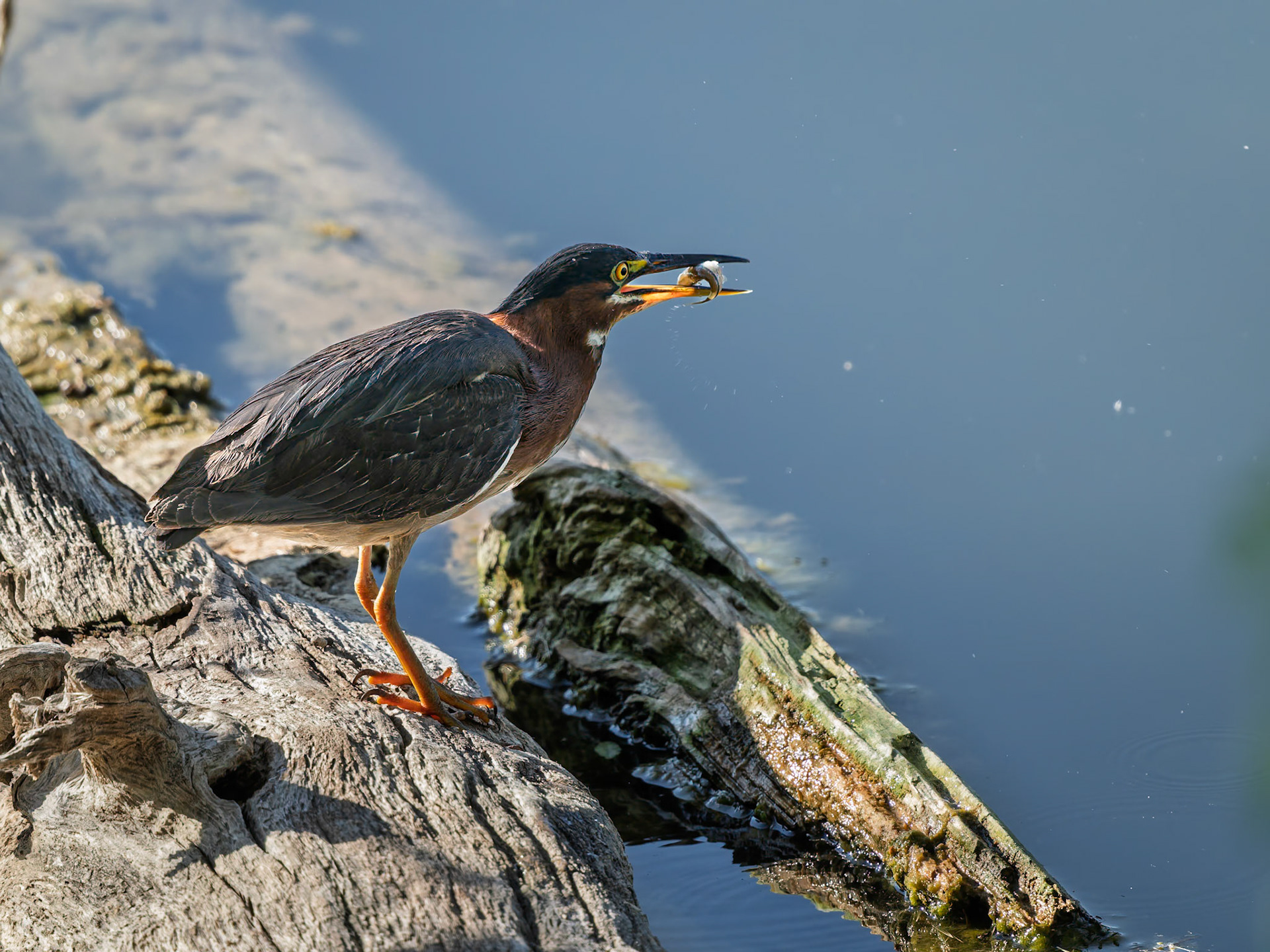 Green Heron