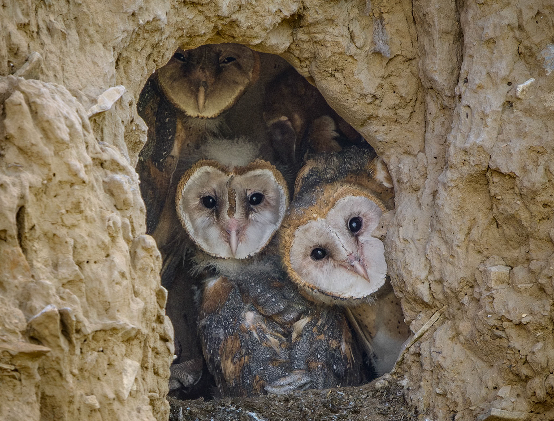 Barn Owls