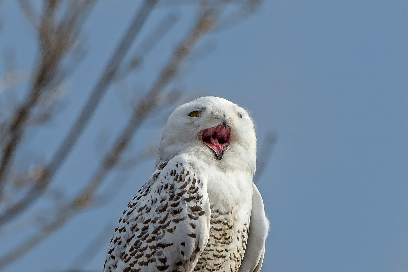 Snowy Owl