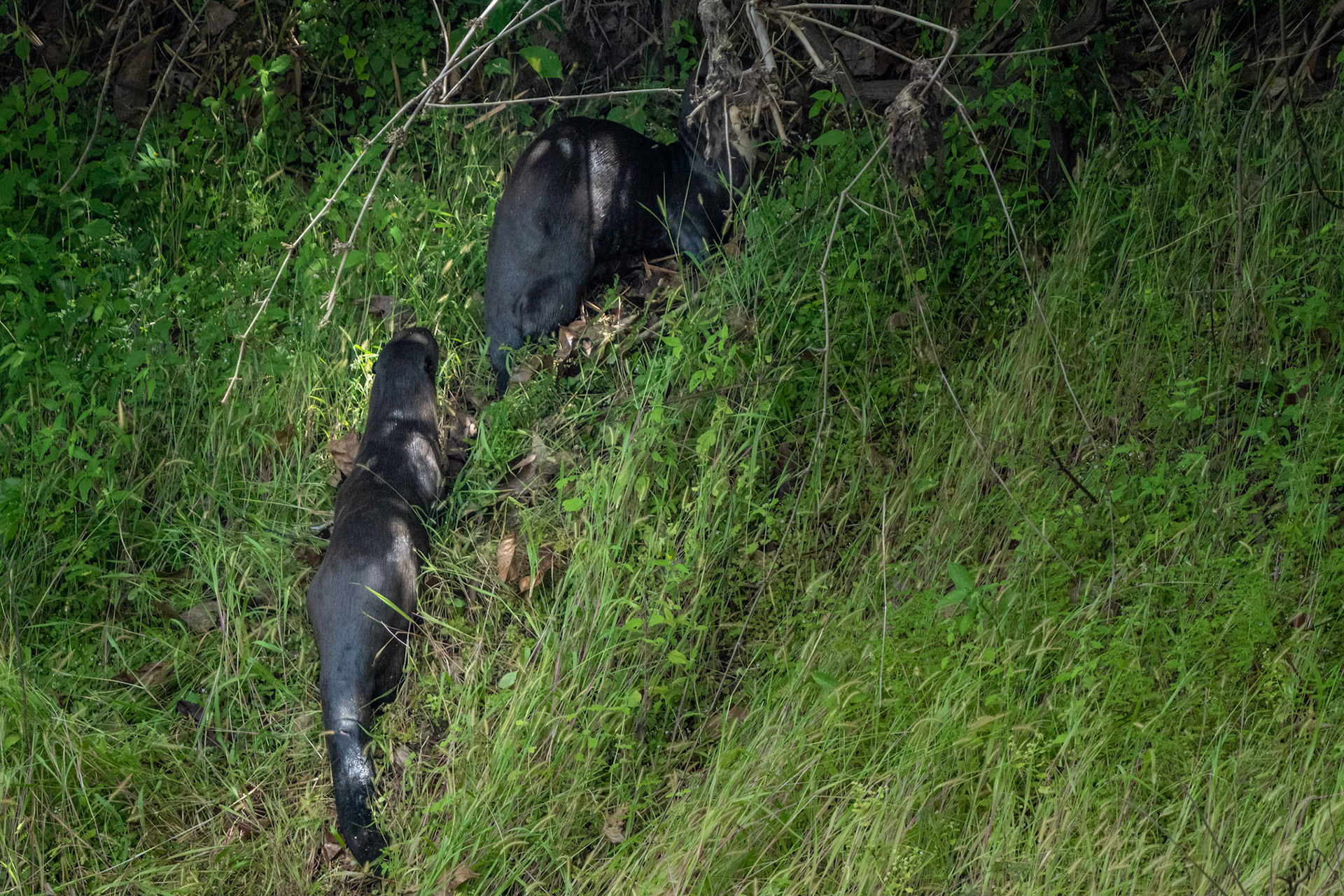 Giant Otter