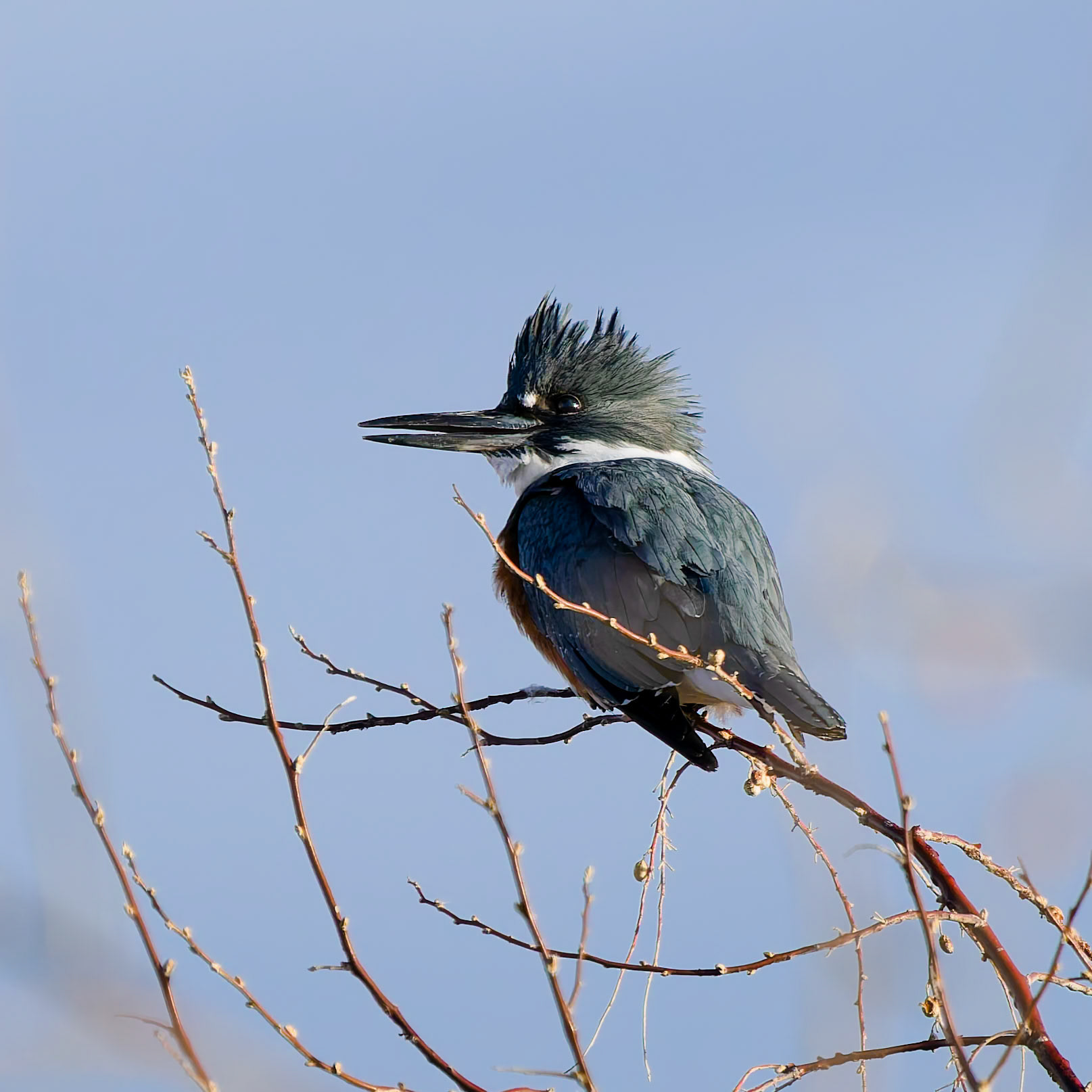 Kingfisher
