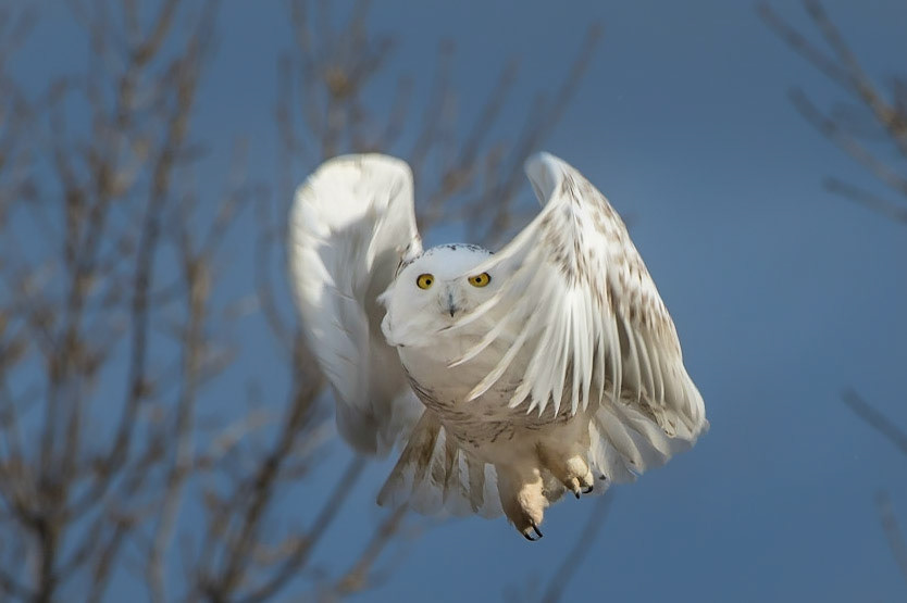 Snowy Owl