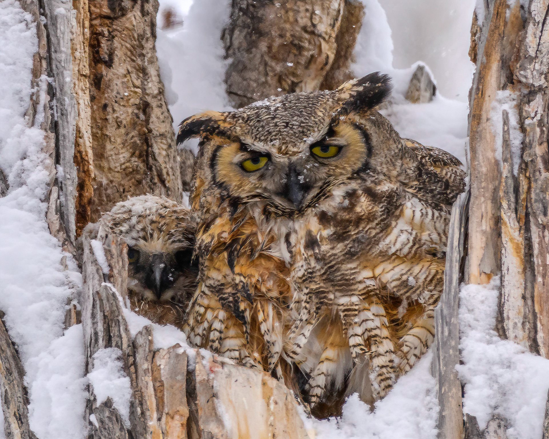 Great Horned Owl