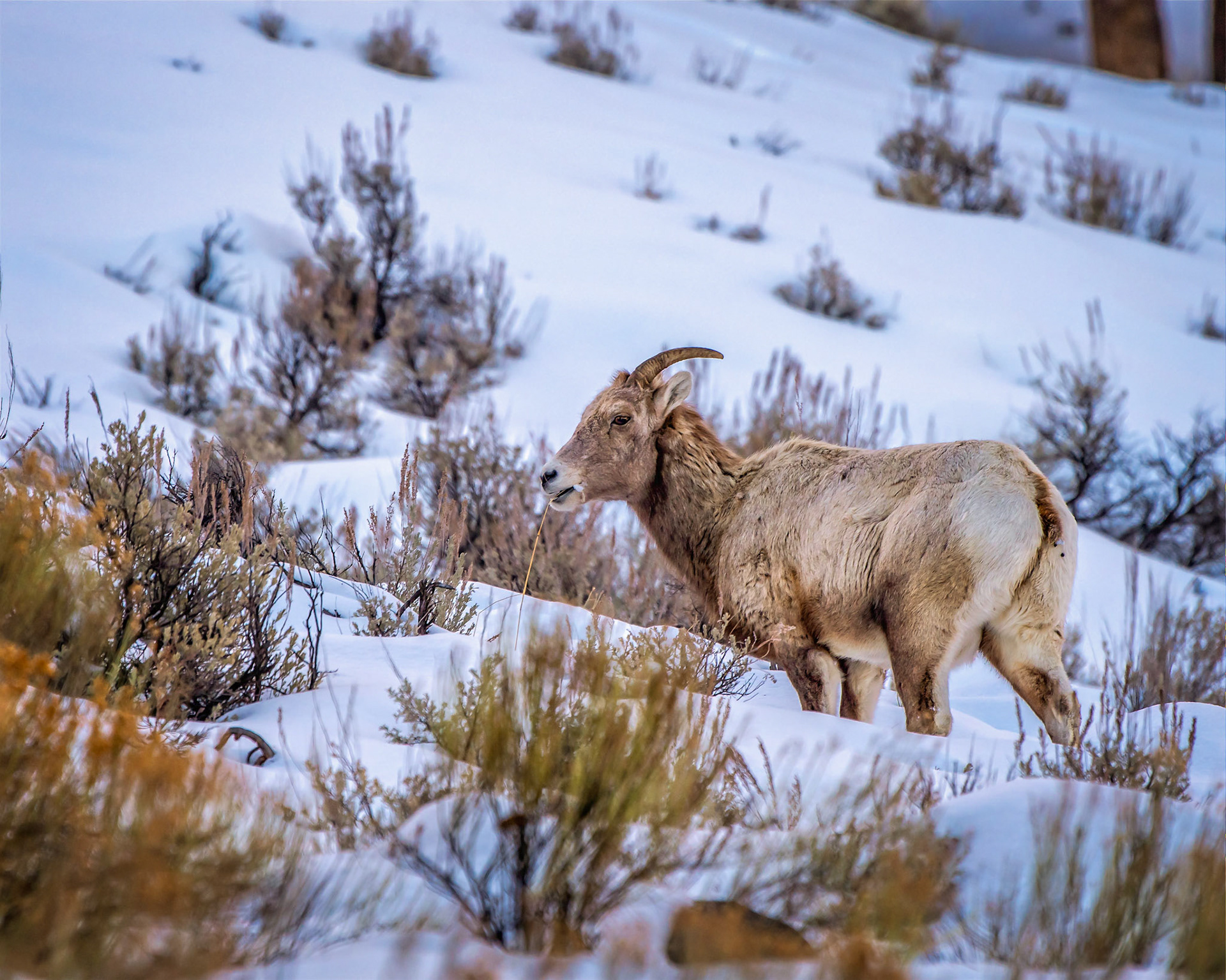 Big Horn Sheep Ewe