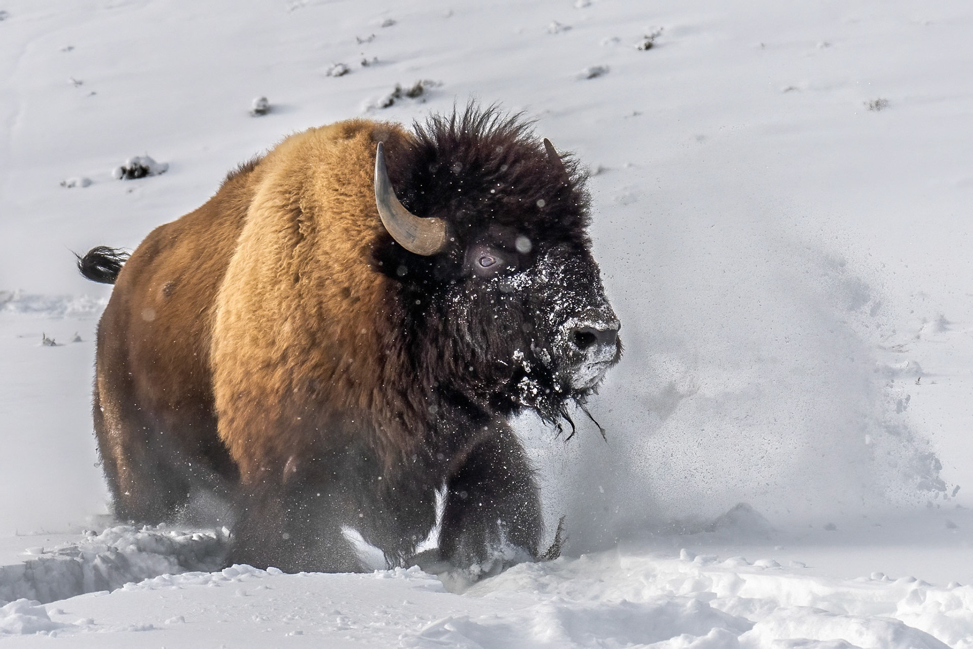 Bison