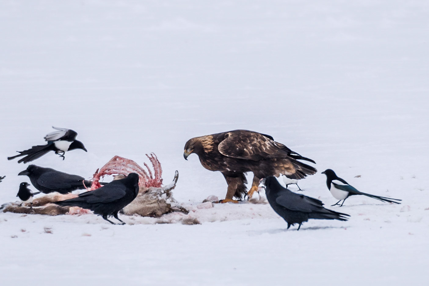 Golden Eagle scavaging on a kill