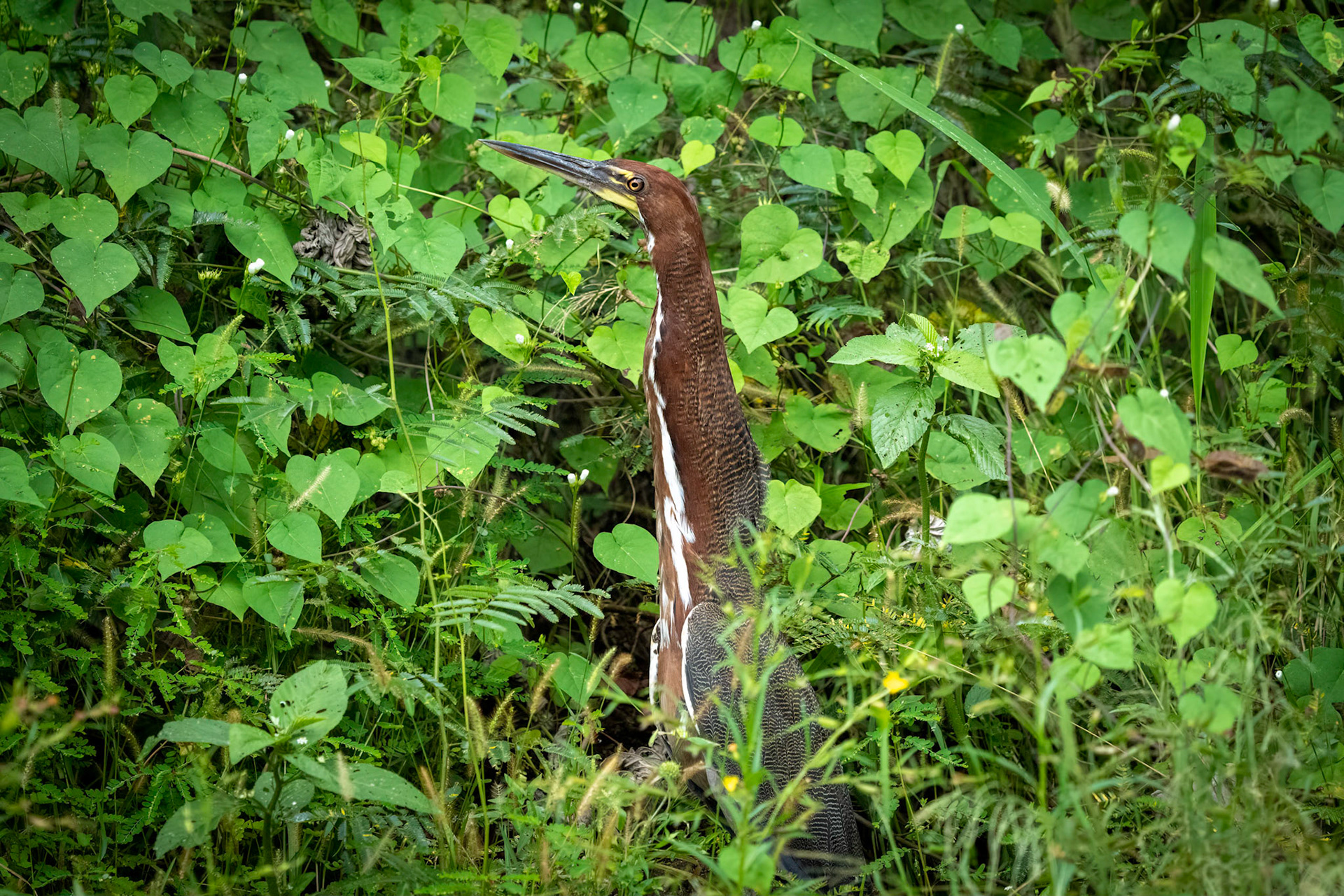 Rufescent Tiger Heron