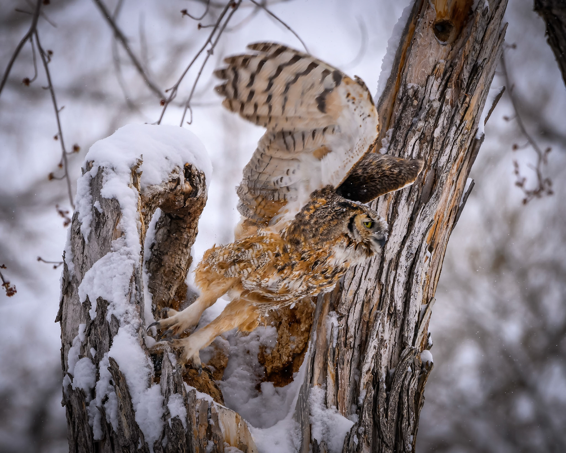 Great Horned Owl