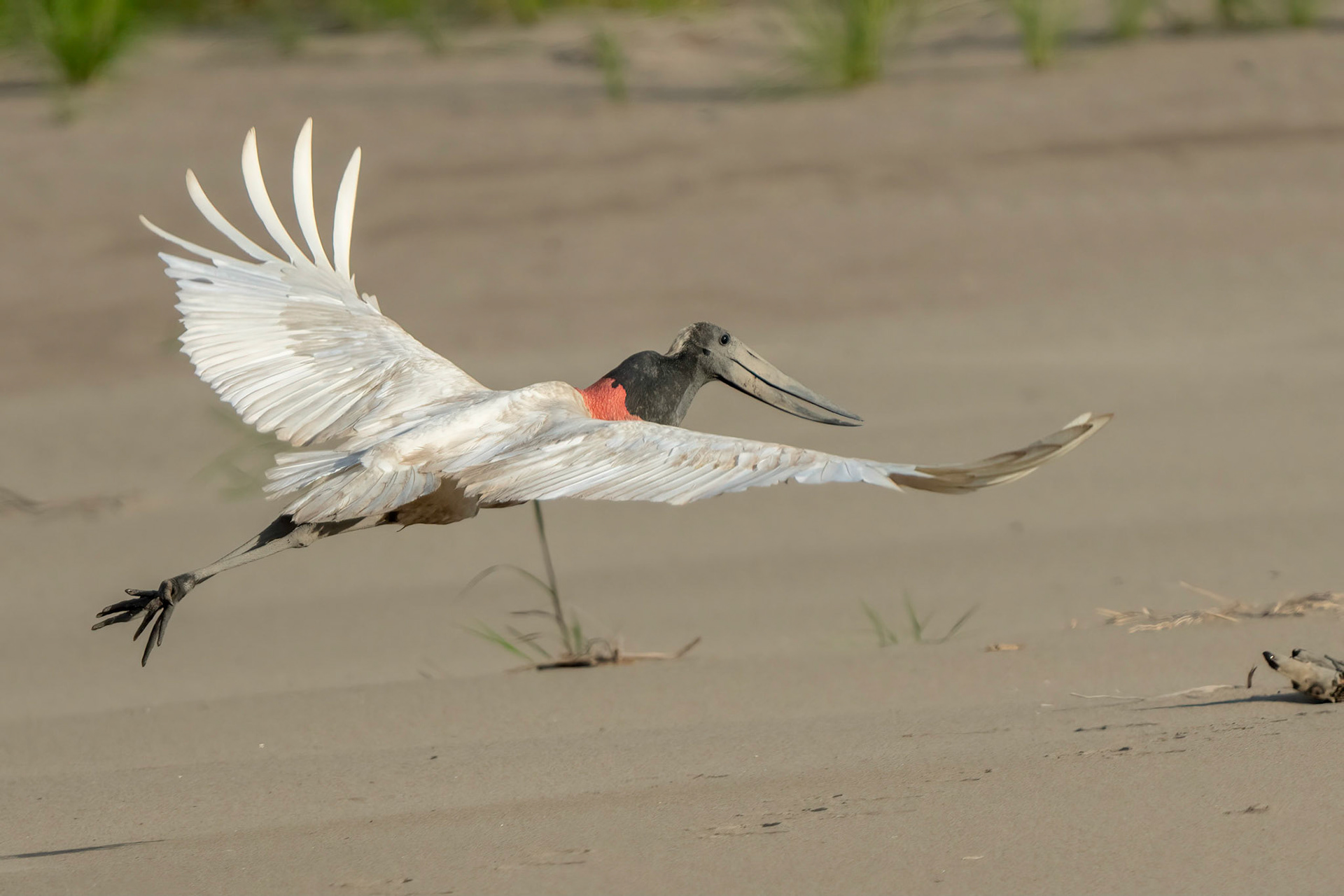 Jabiru Stork