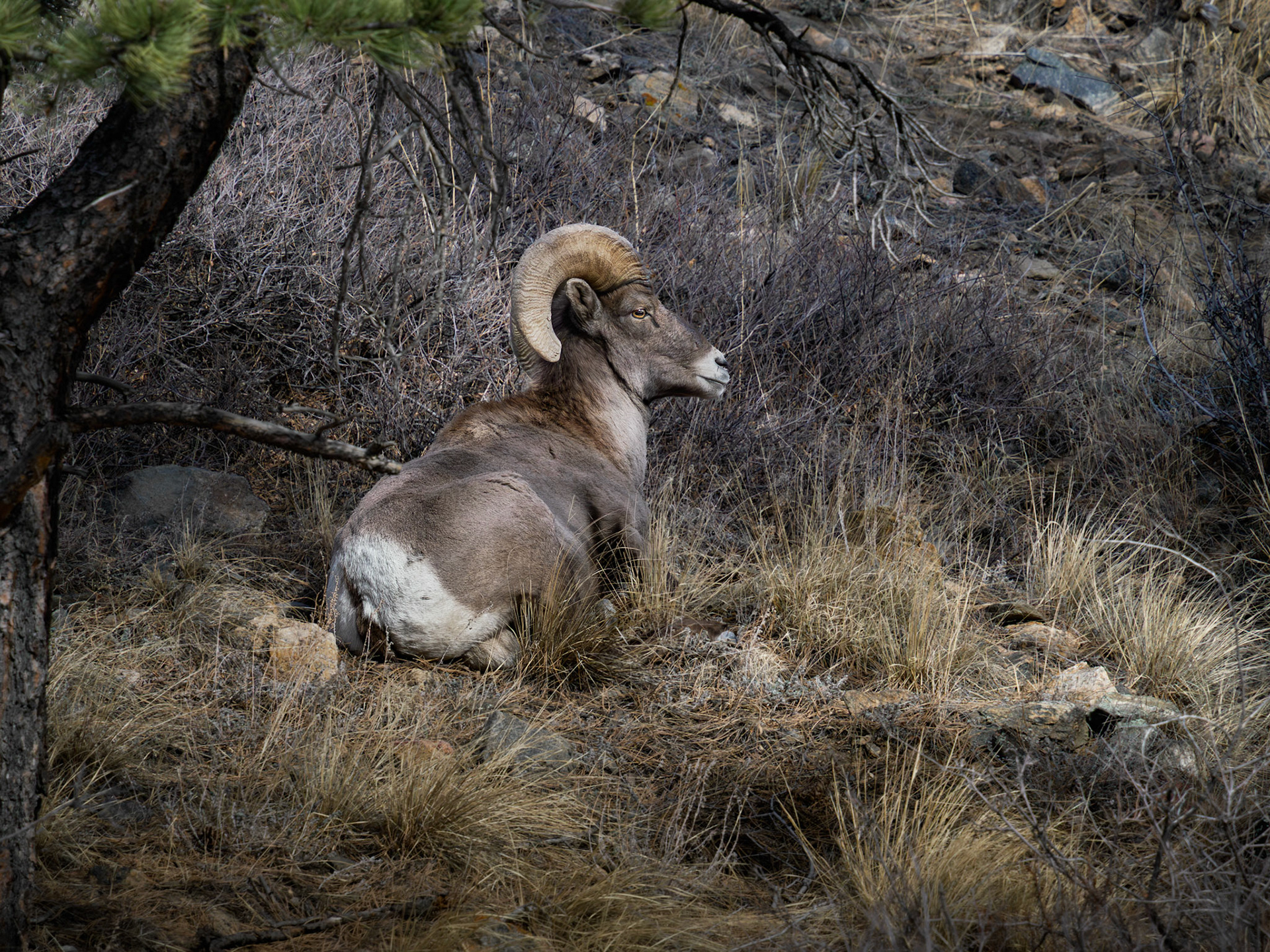 Big Horn Sheep Ram