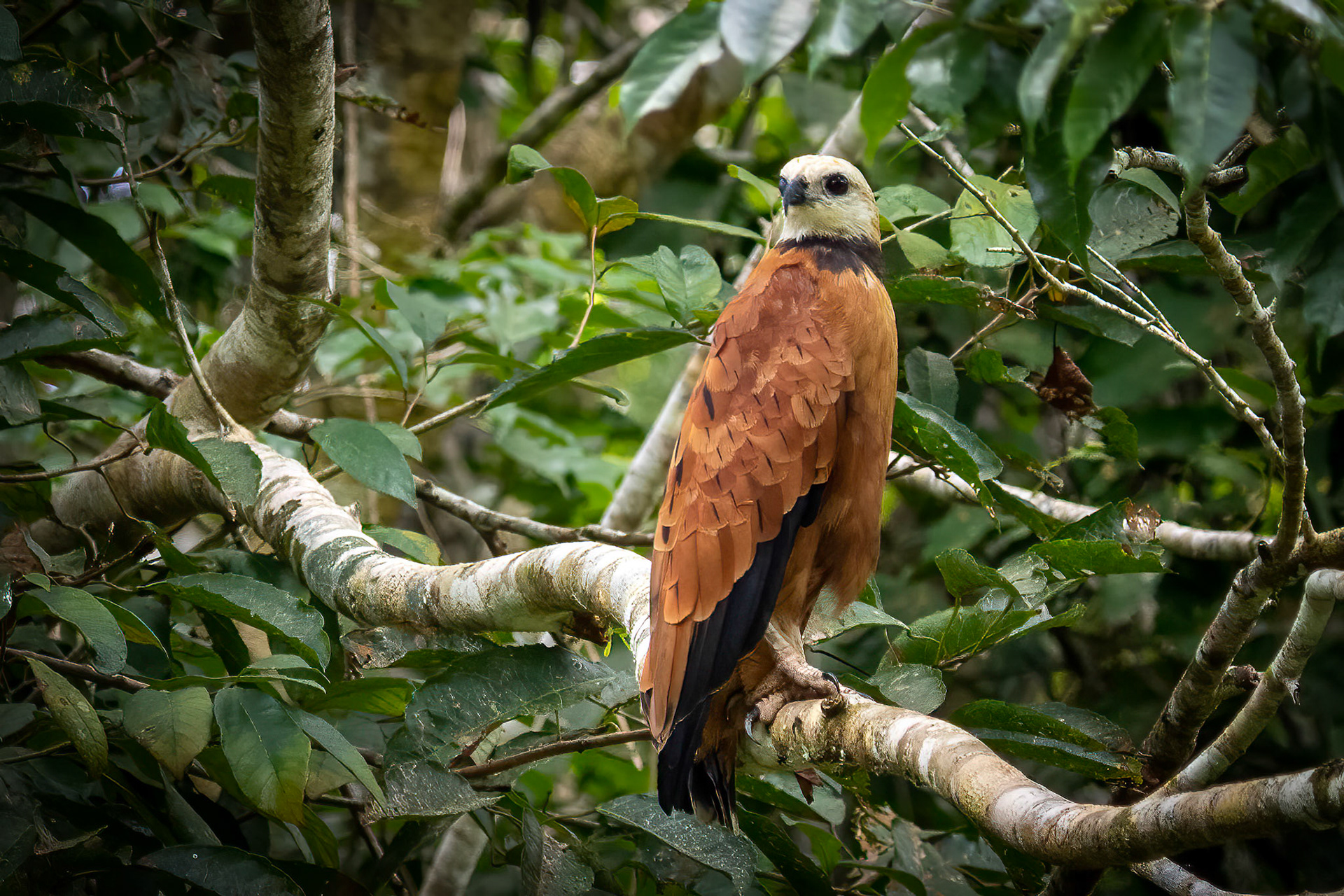 Black Collared Hawk