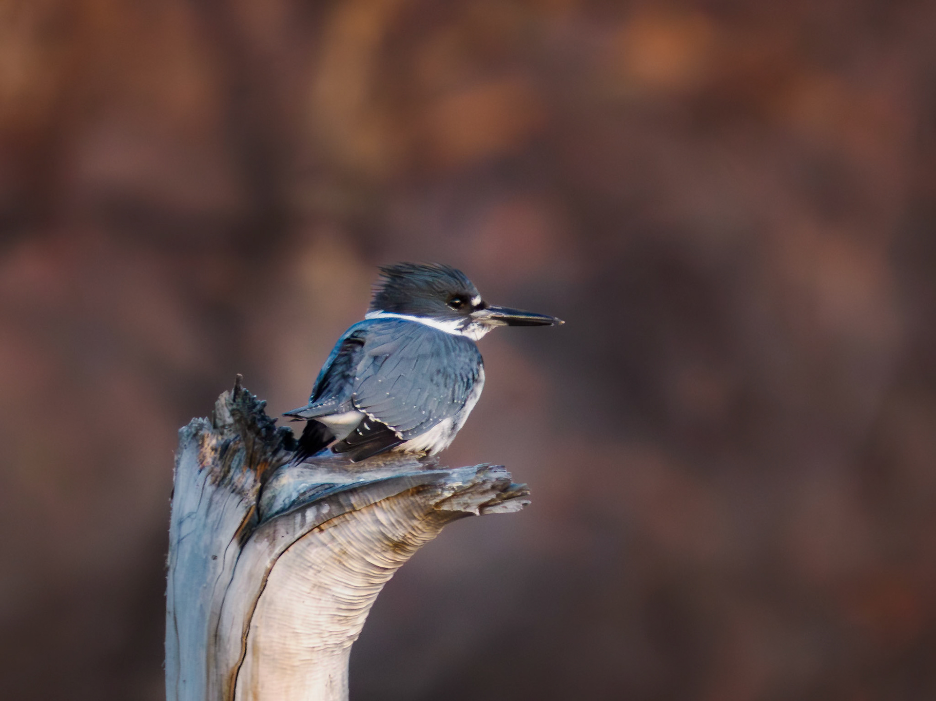 Kingfisher