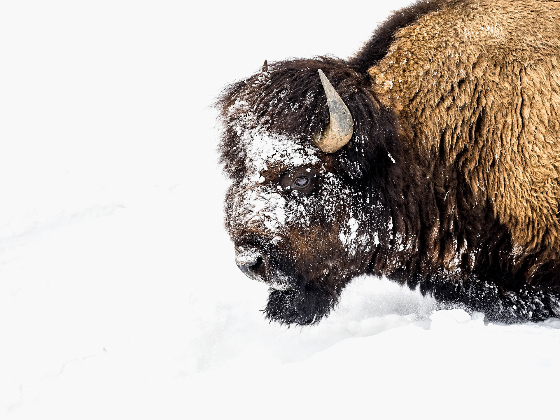 Bison Yellowstone National Park
