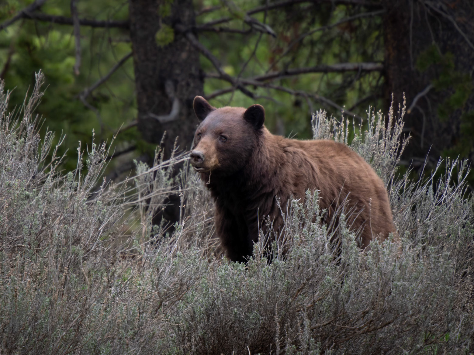 Black Bear Yellowstone National Park