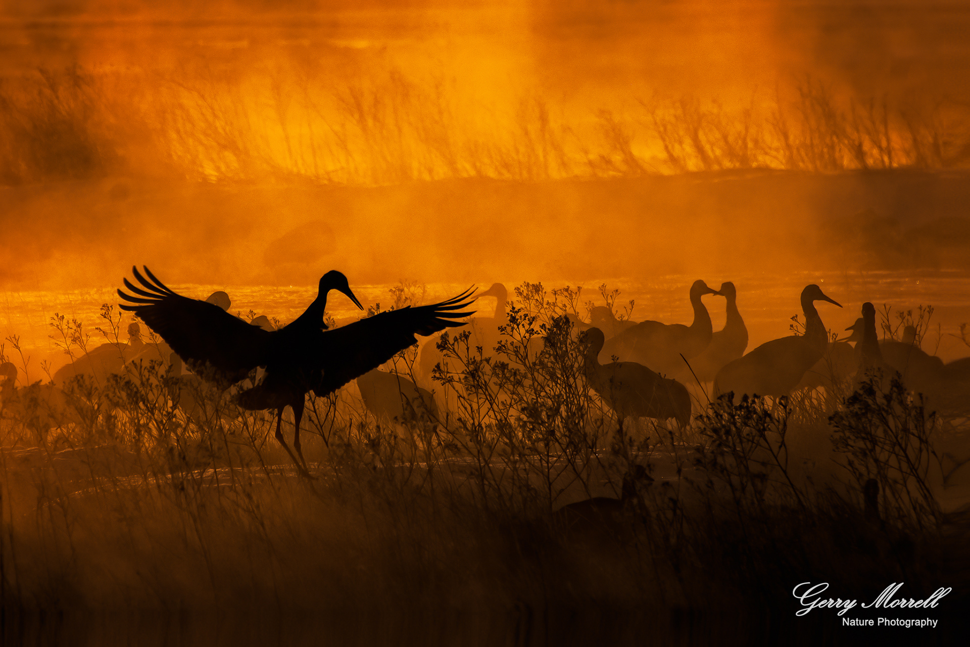 Sandhill Cranes Monte Vista National Wildlife Refuge