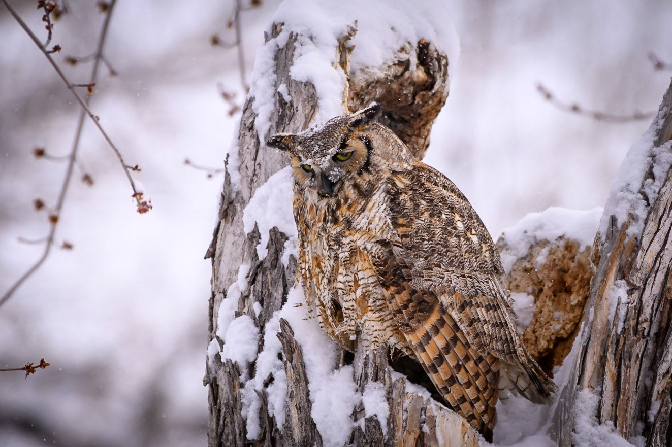 Great Horned Owl