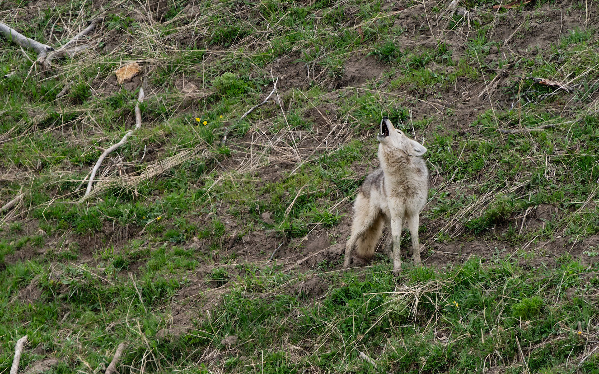Coyote