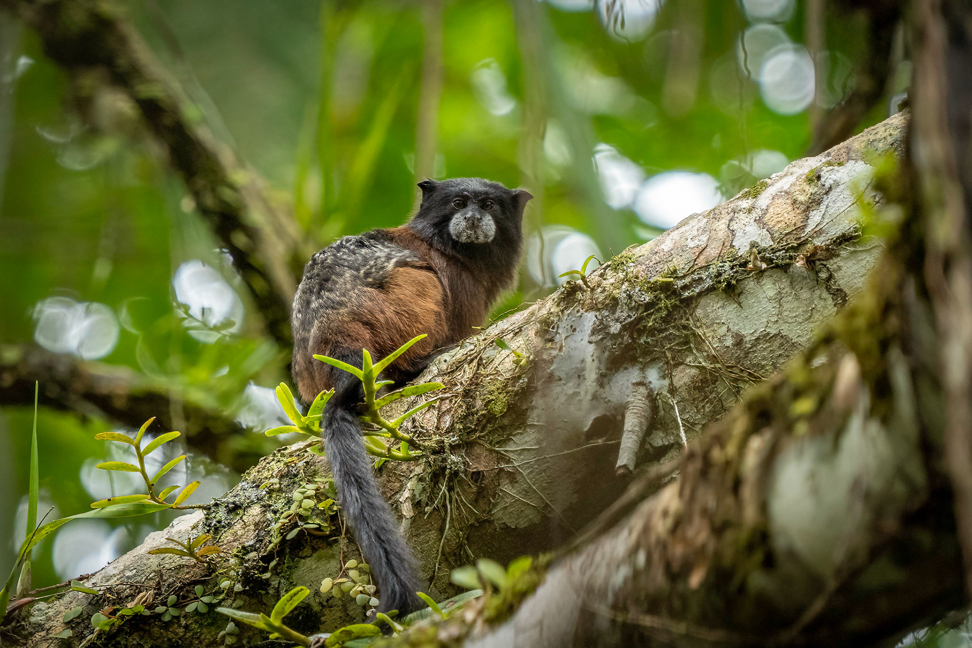Tamarin Monkey