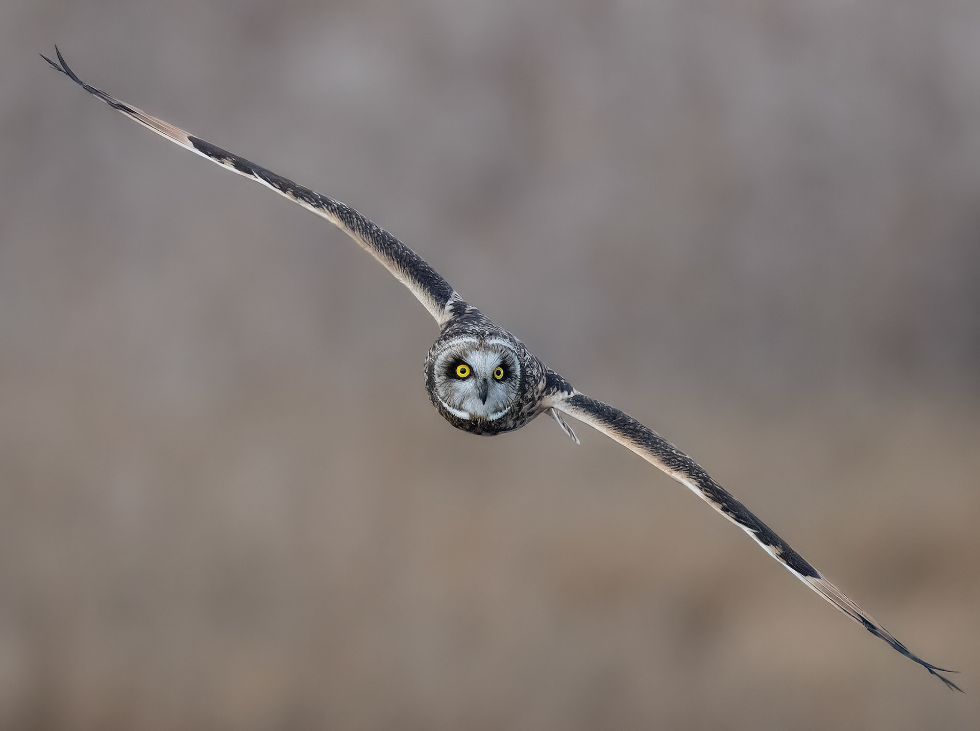Short Eared Owl