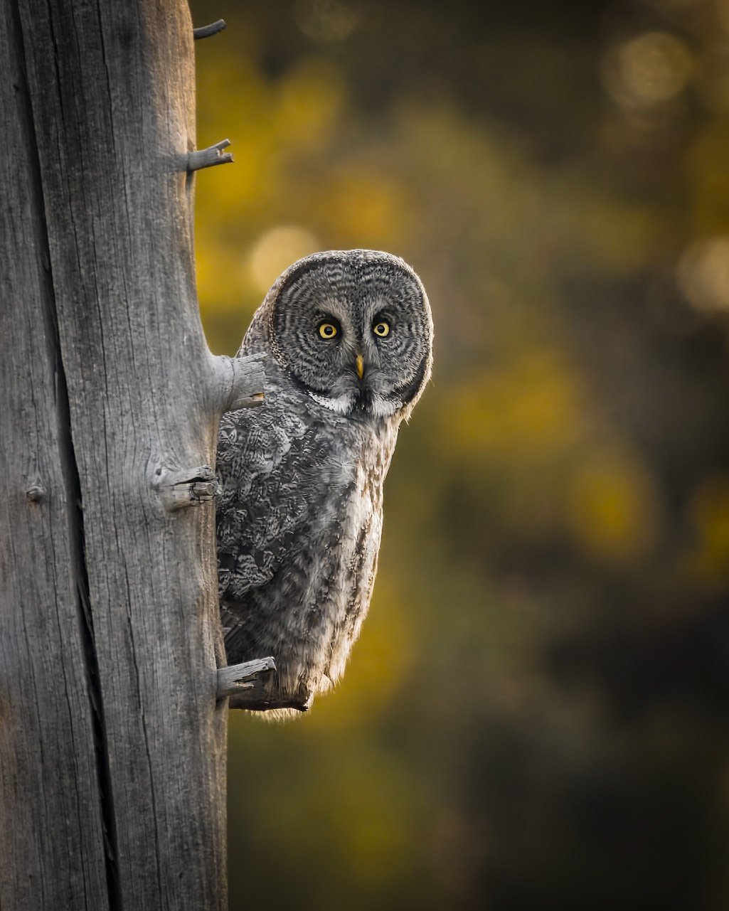 Great Grey Owl