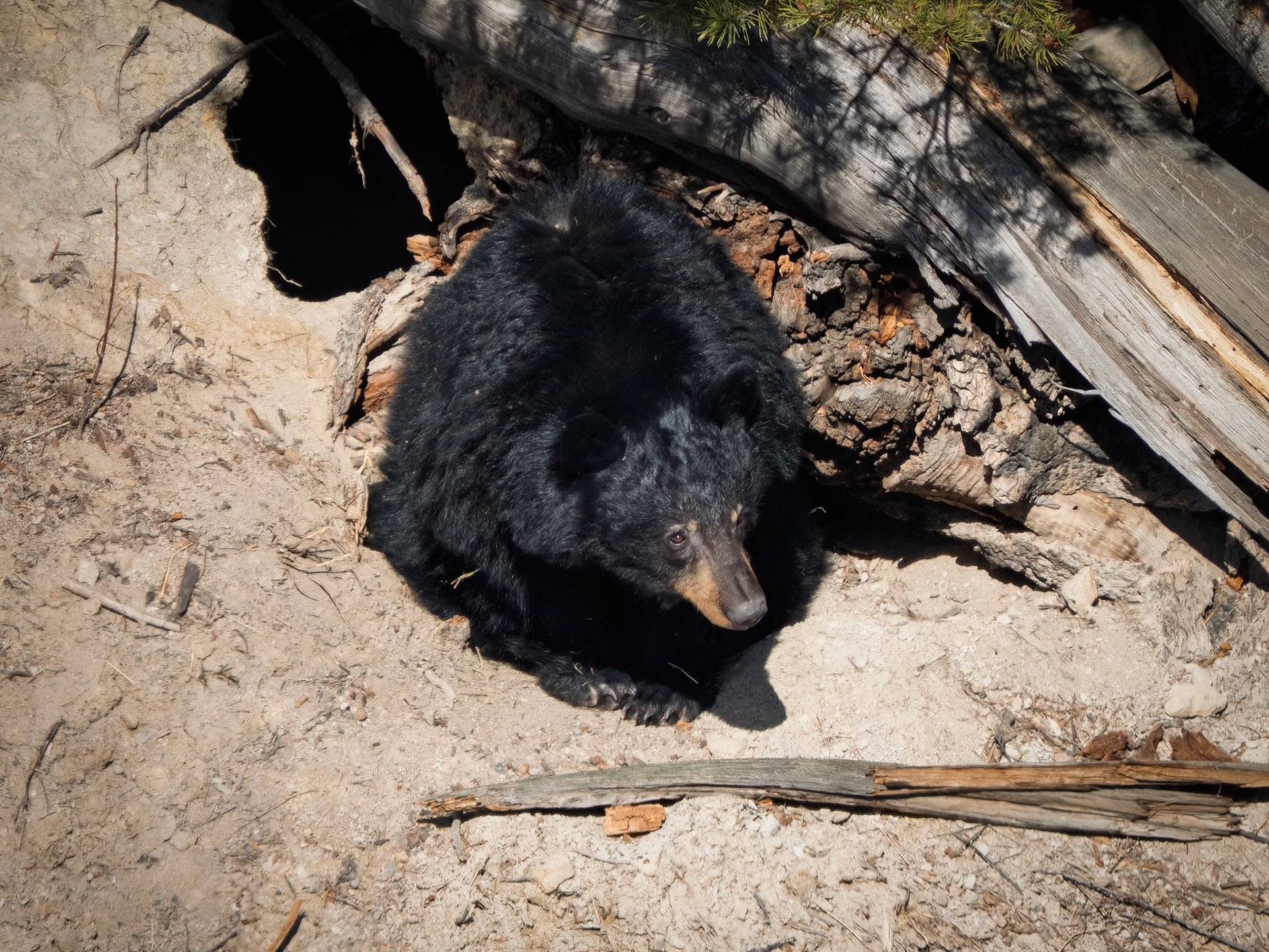Black Bear Emerging From Den