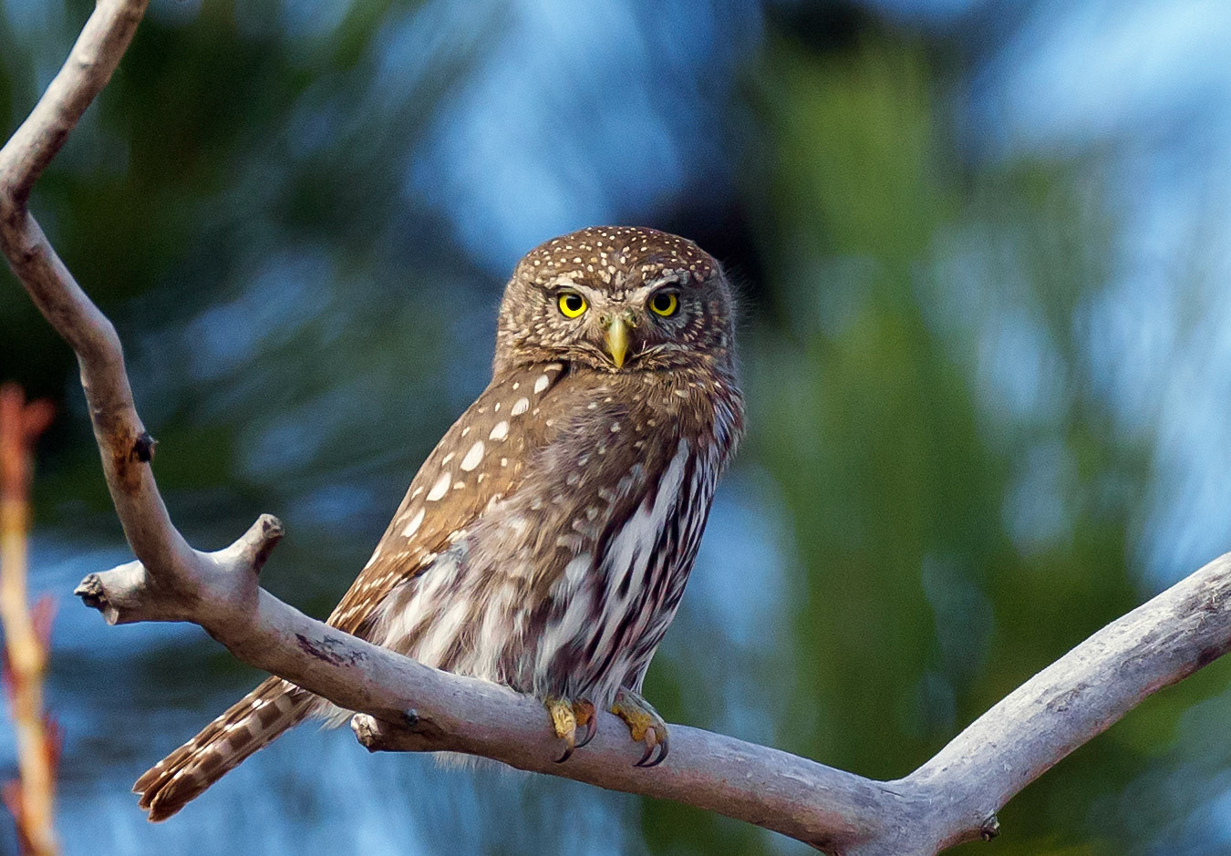 Northern Pygmy Owl