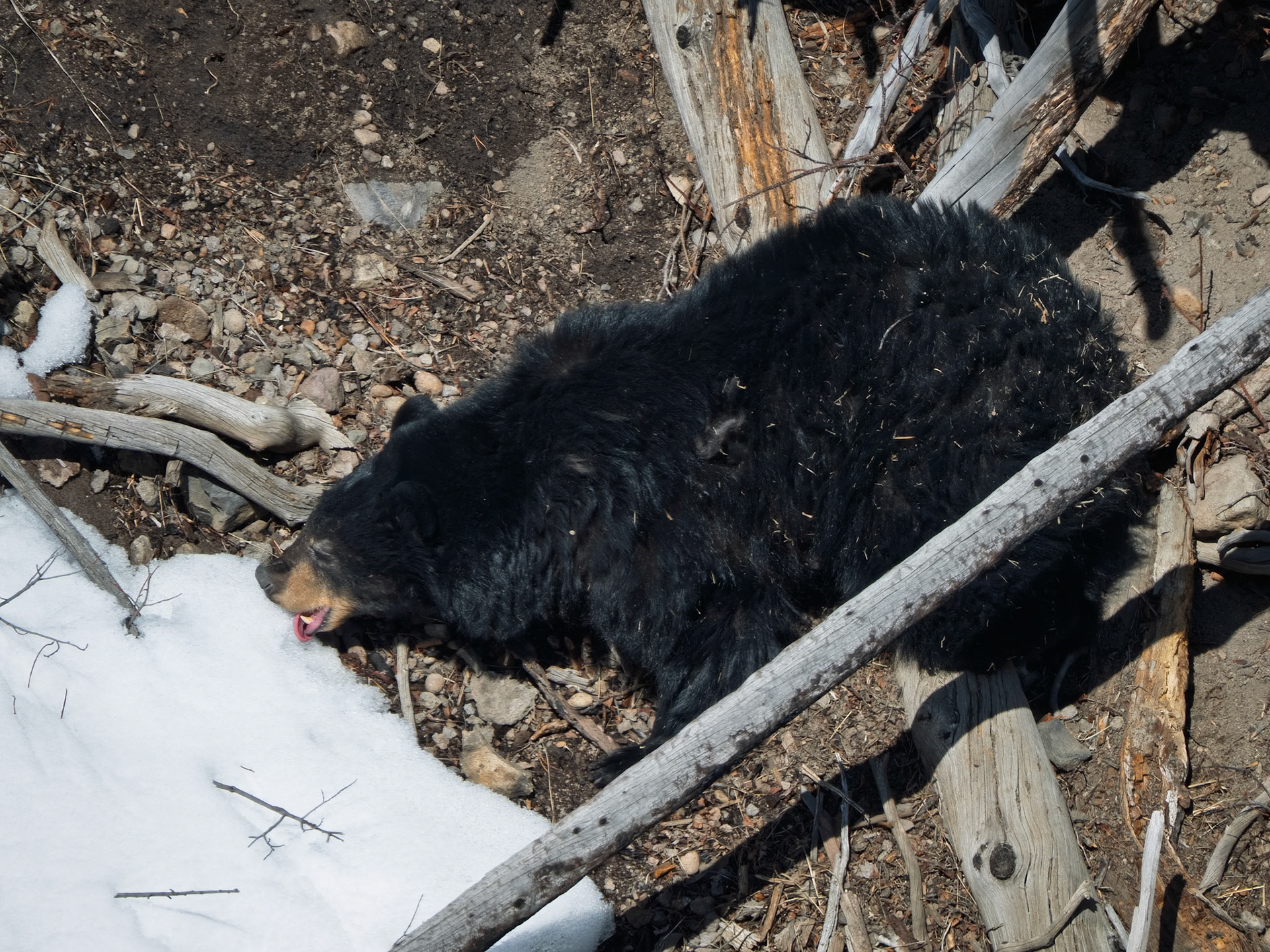 Black Bear taking a break from hibernating