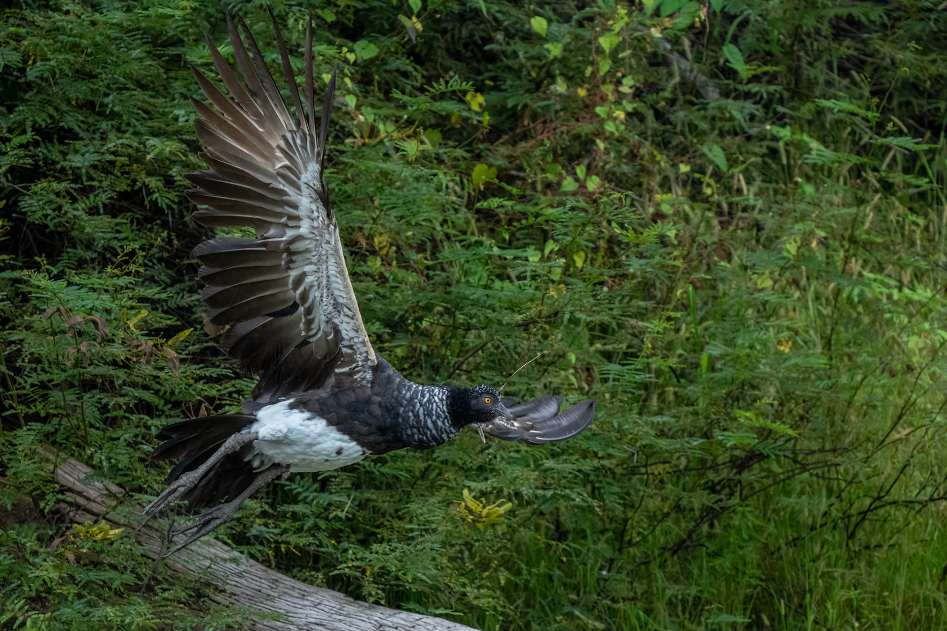 Horned Screamer