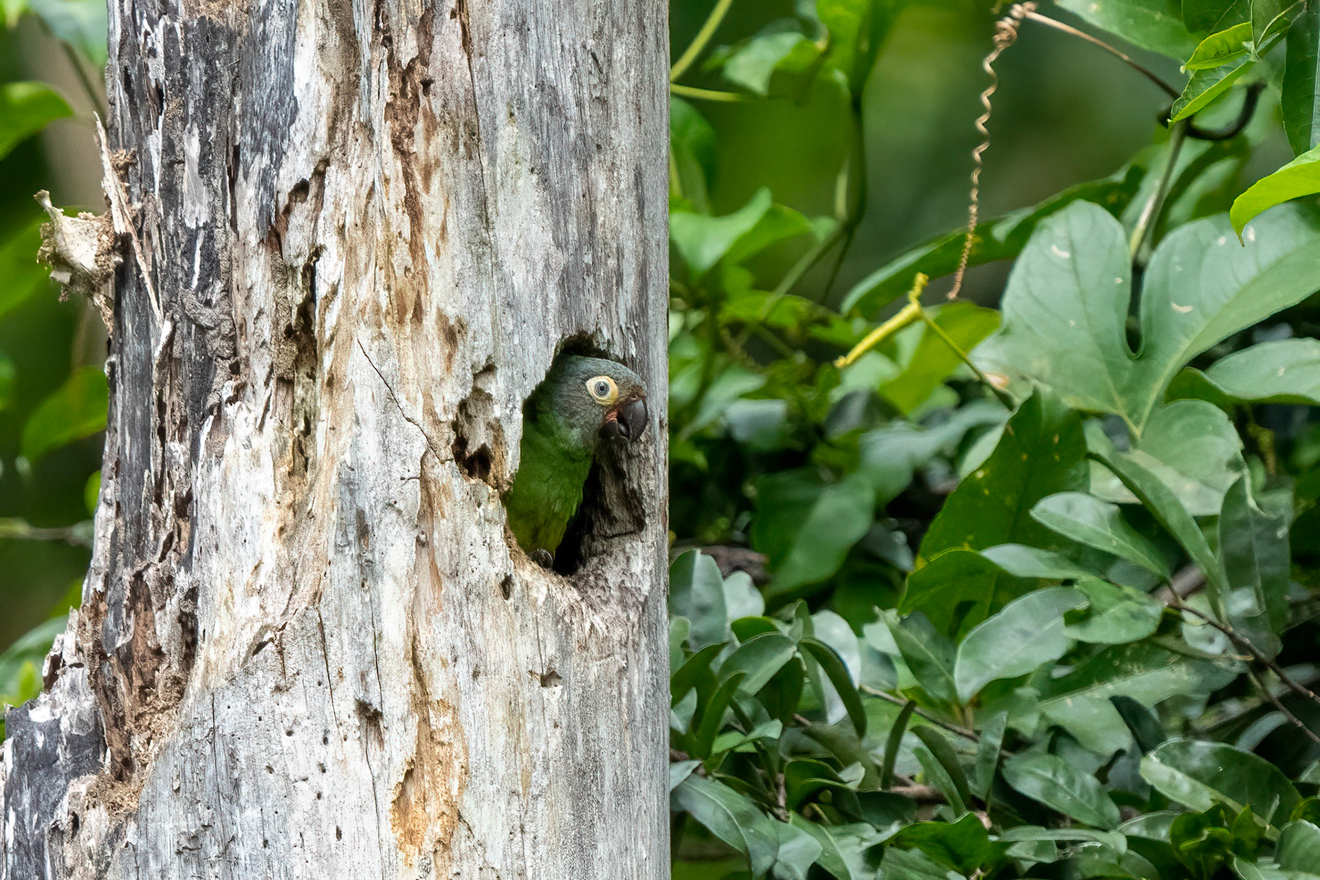 Mealy Parrot